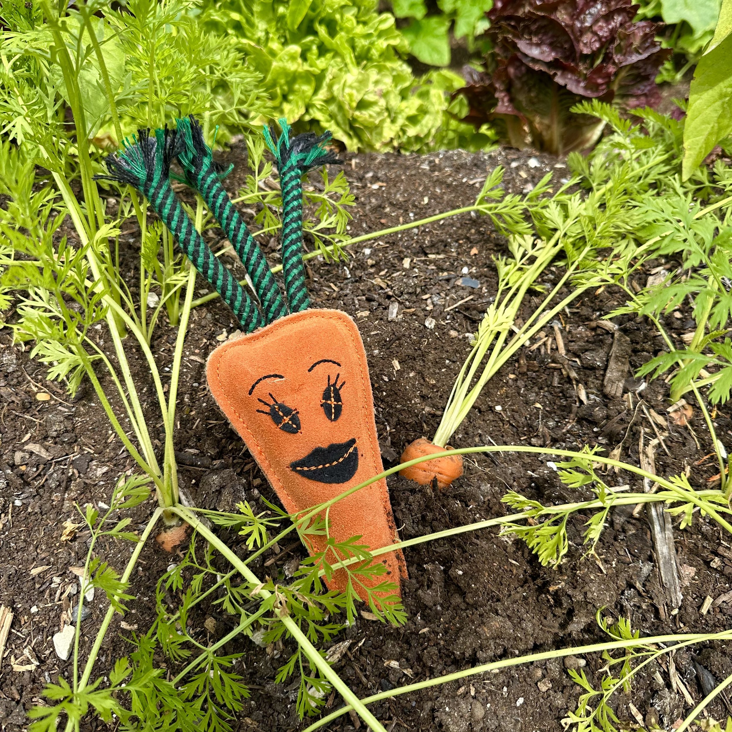 Candice the Carrot