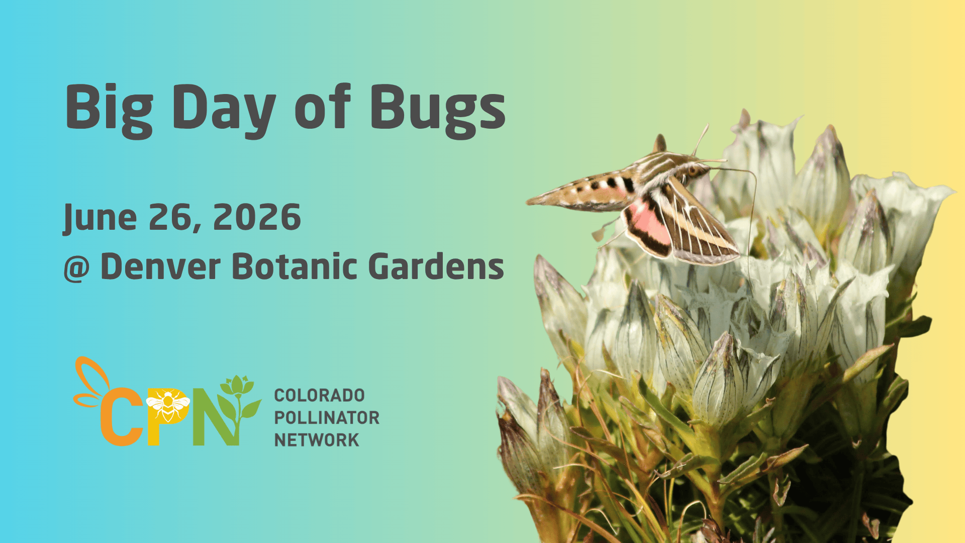 🦋 Big 🐝 Day 🪰 of 🐞 Bugs 🐜 2026