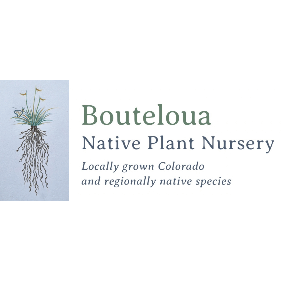 Bouteloua Native Plant Nursery
