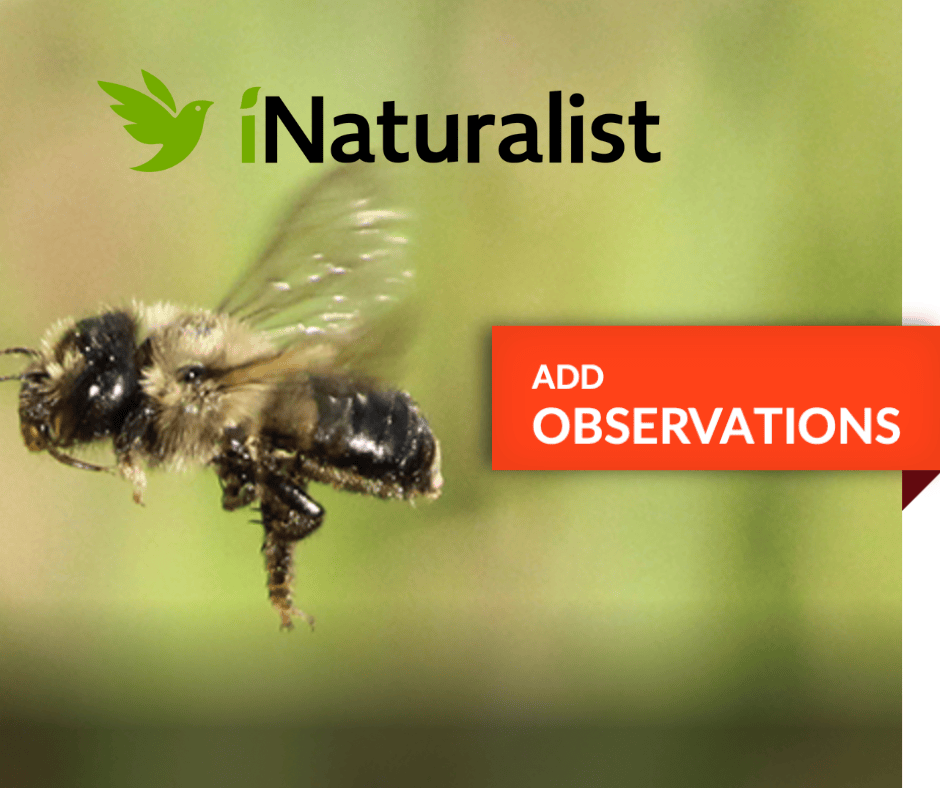 iNaturalist Big Day of Bugs