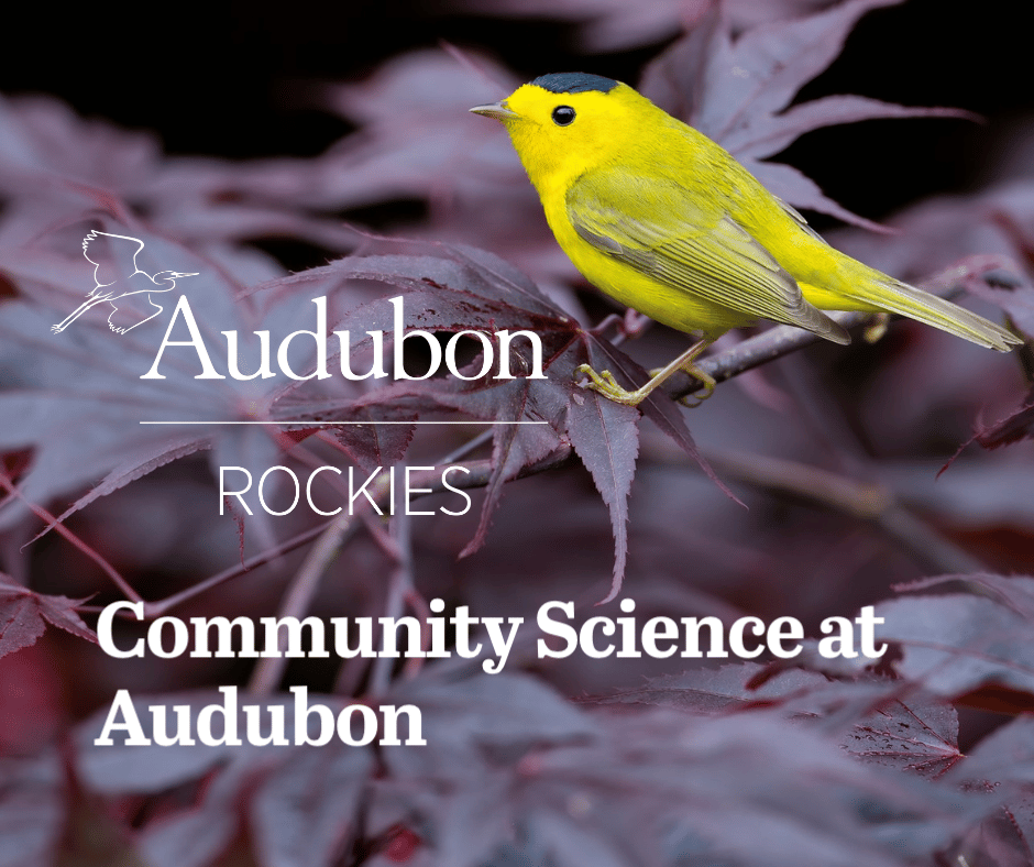 Community Science at Audubon