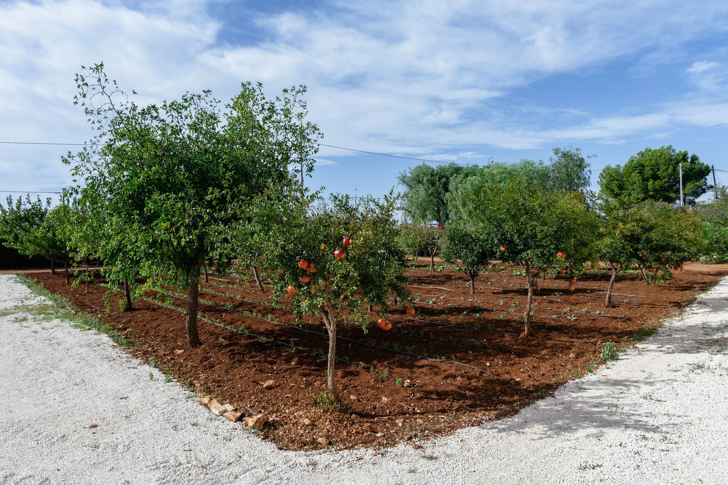 Pomegranate orchard with young trees and ripe fruit under a blue sky.