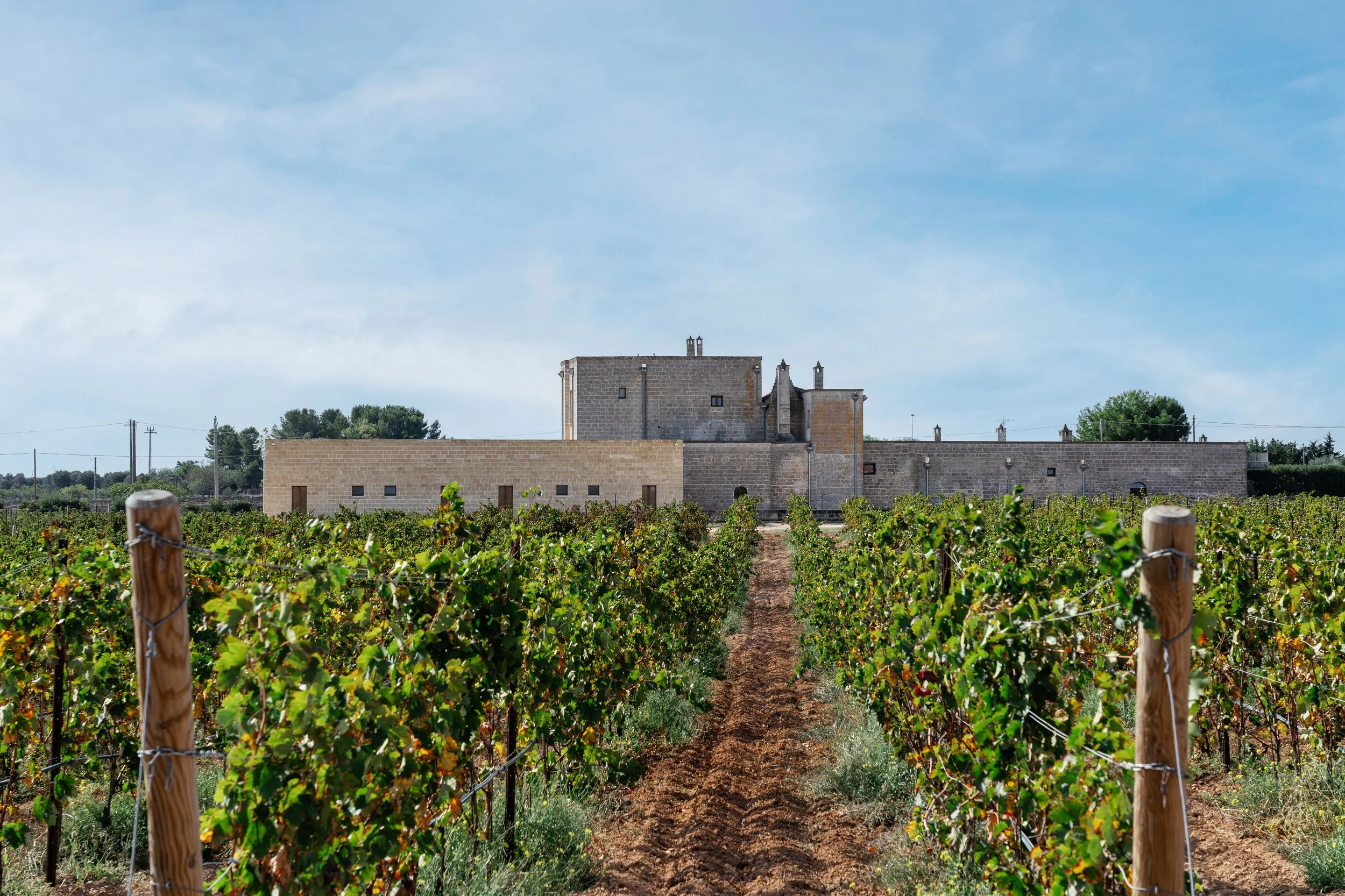 Vineyard with a stone building in the background under a clear sky.