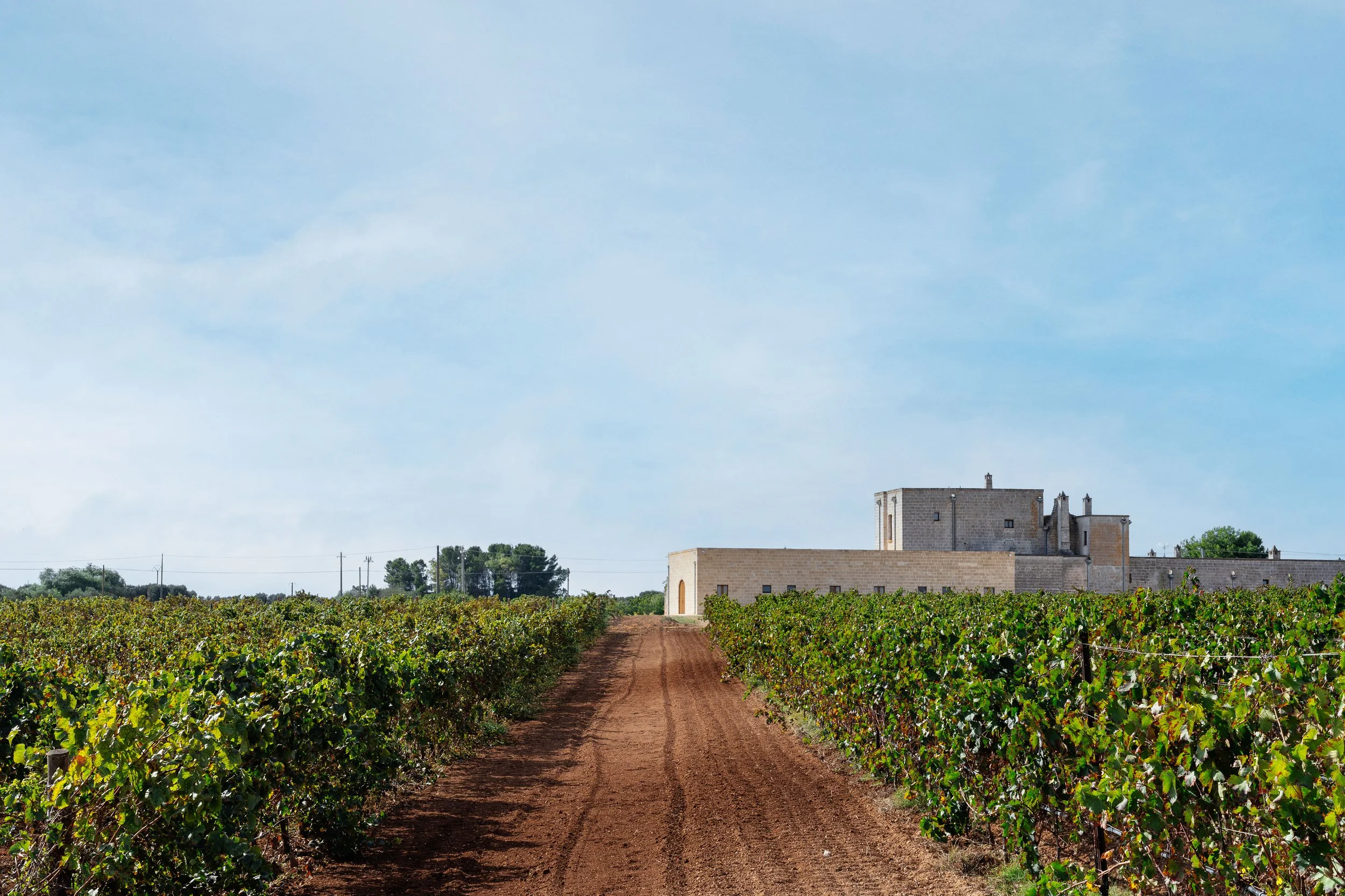 Vineyard with a dirt path and a large stone building in the background under a blue sky.