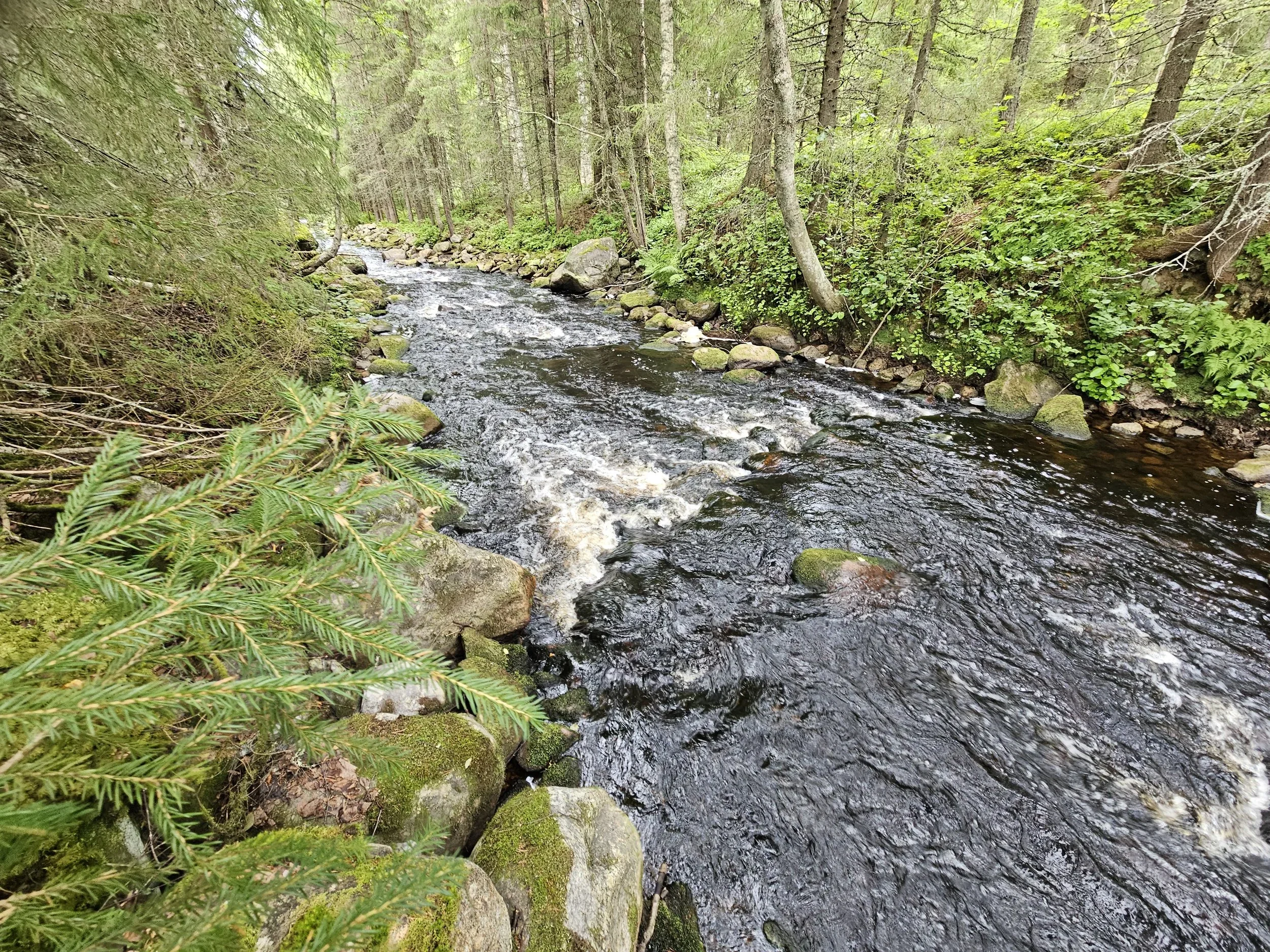 Tervehdys Saramojoen valuma-alueelta keväällä 2025!