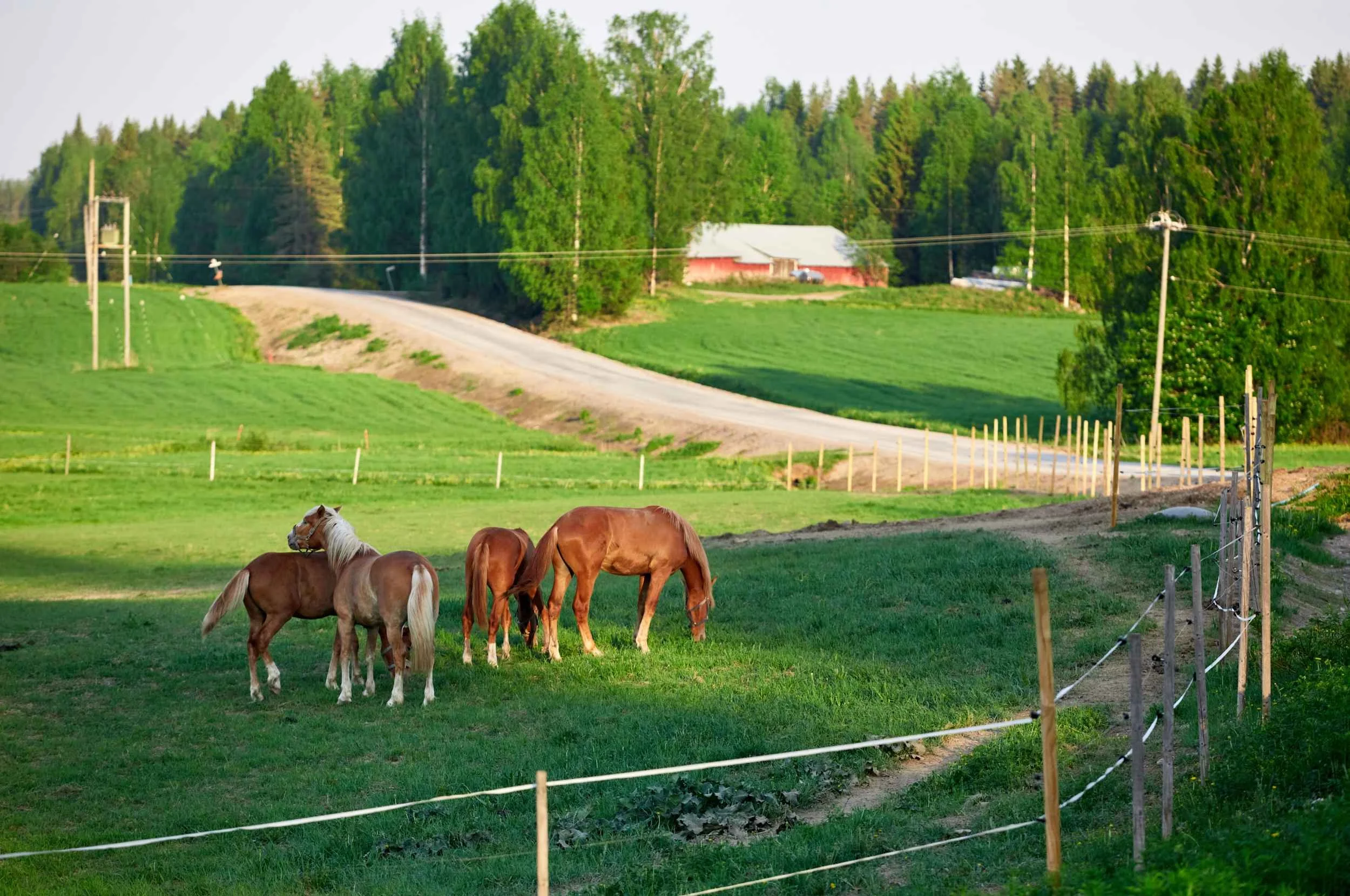 Ylikylä-maisemia-DJI_20240531211800_0364_D.jpg