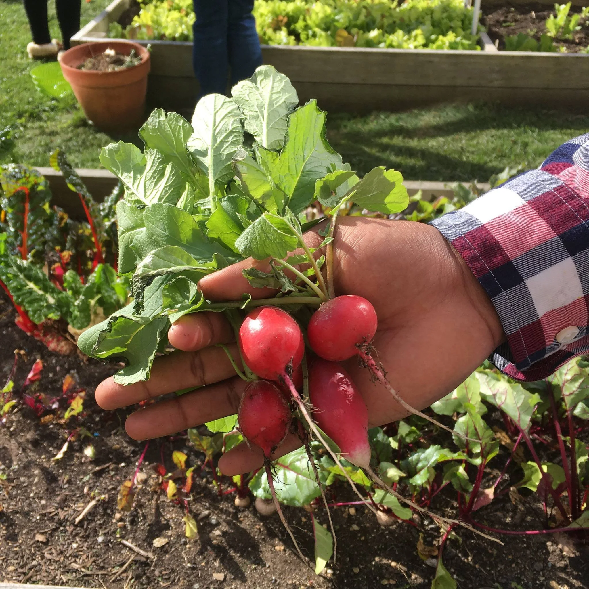 Holding a bunch of radishes in school garden