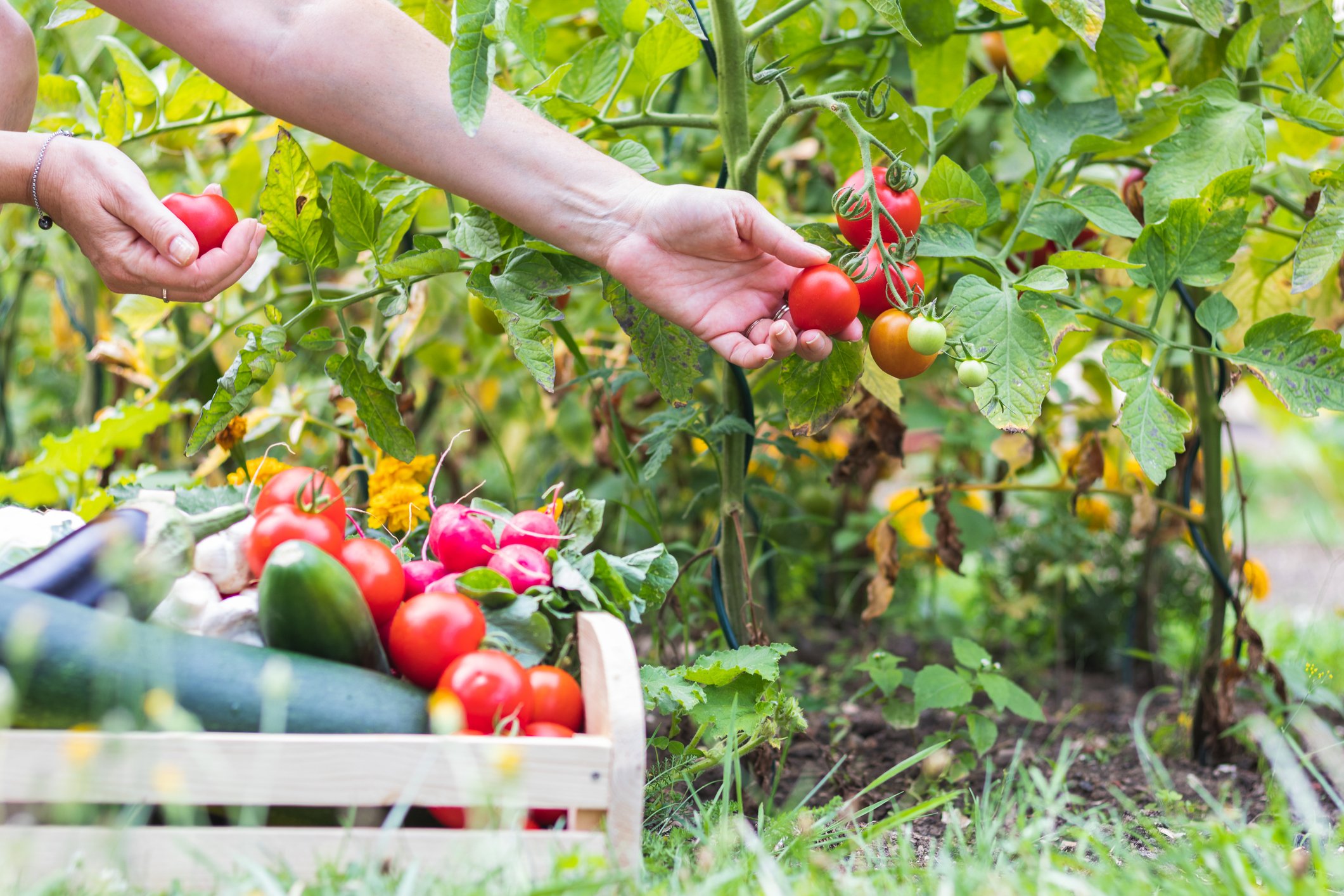 Picking tomatoes from a vegetable garden in Connecticut with basket of vegetables in the forefront