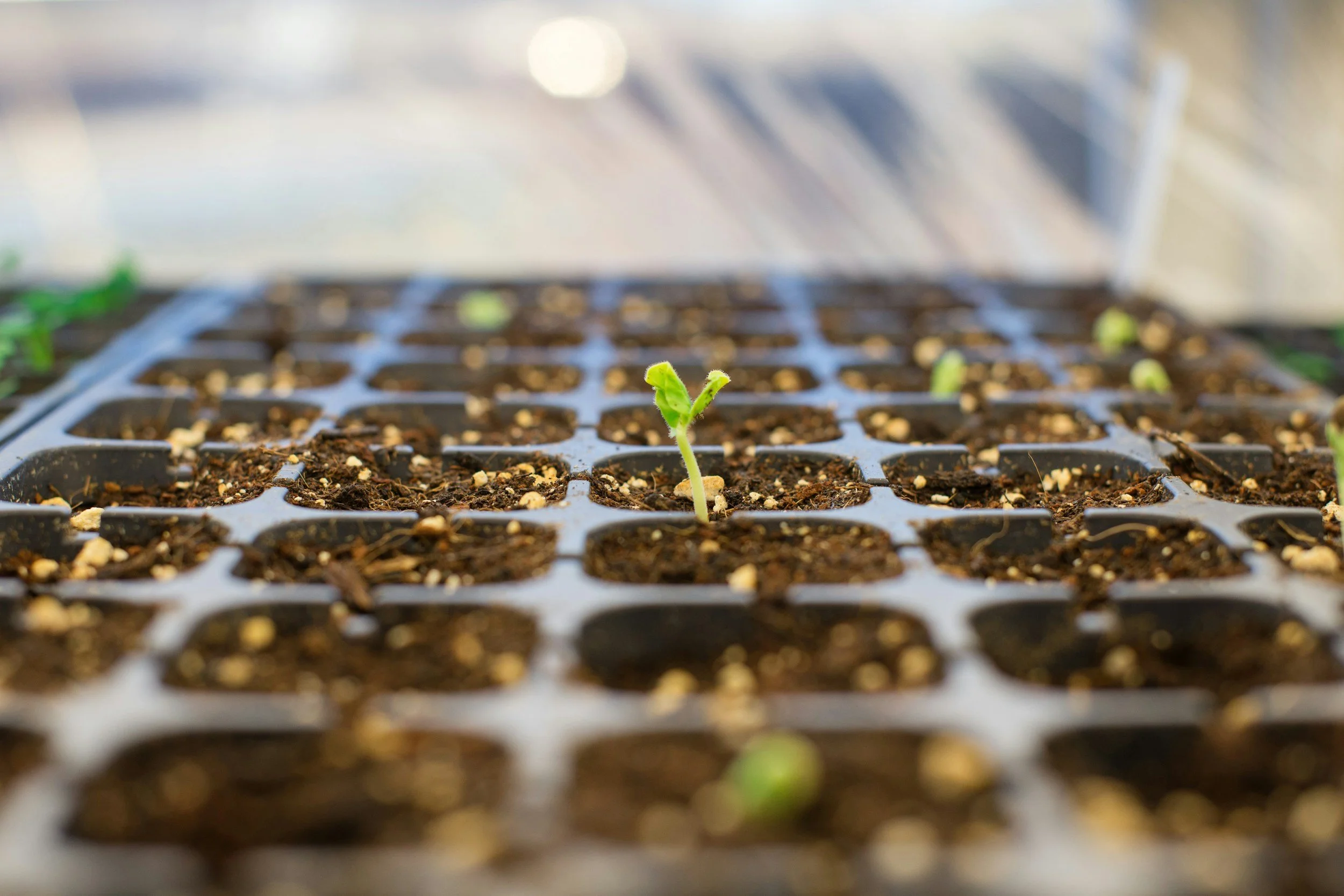 Tray of young seeds with some just starting to sprout