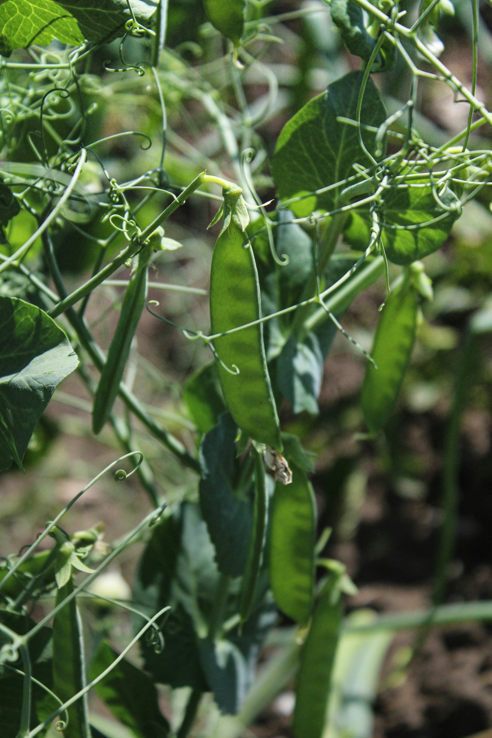 Close up snow peas growing in garden