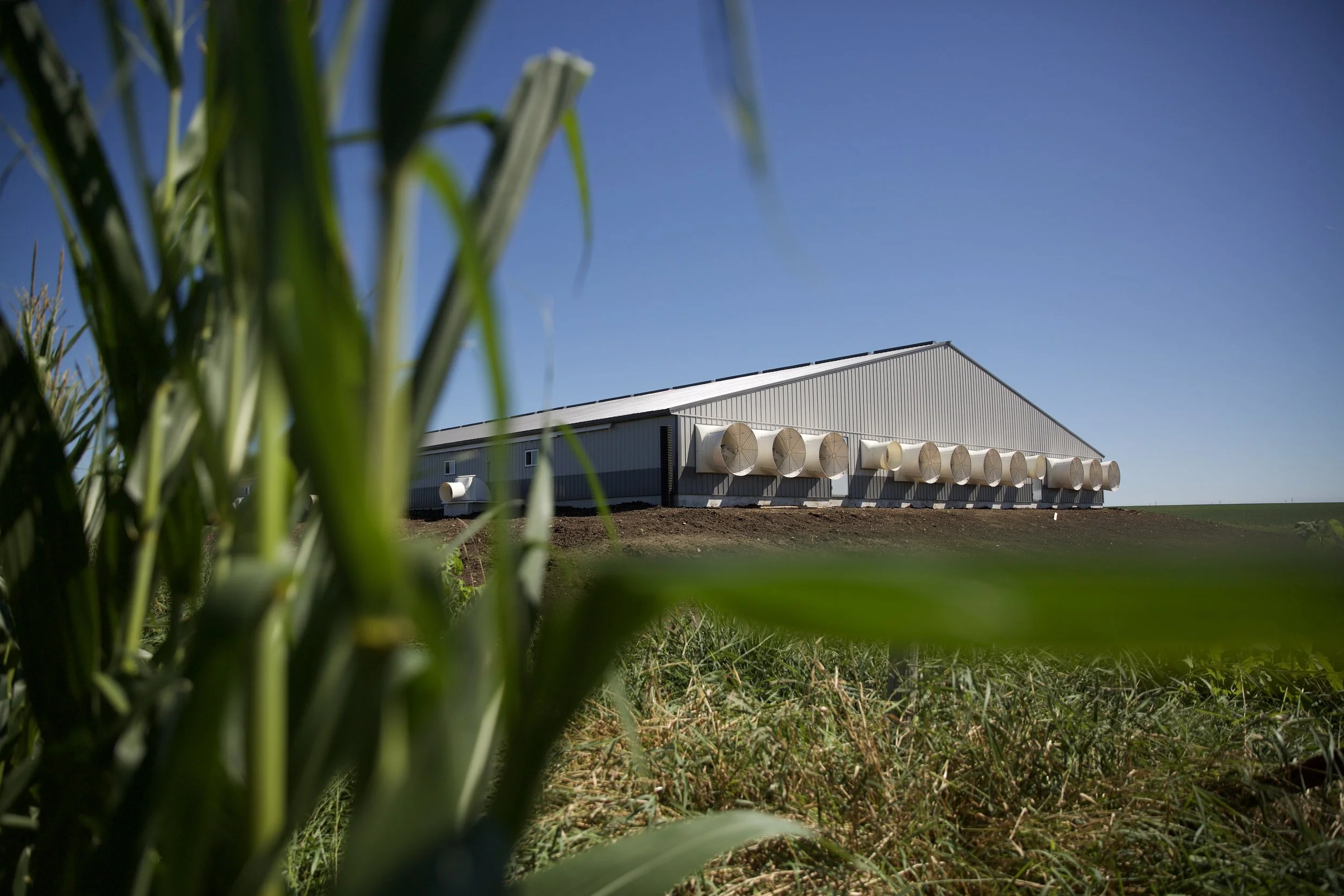 A large barn or warehouse with a metal roof and multiple exhaust fans mounted on the exterior wall, situated behind a grassy field with green plants in the foreground and a clear blue sky in the background.