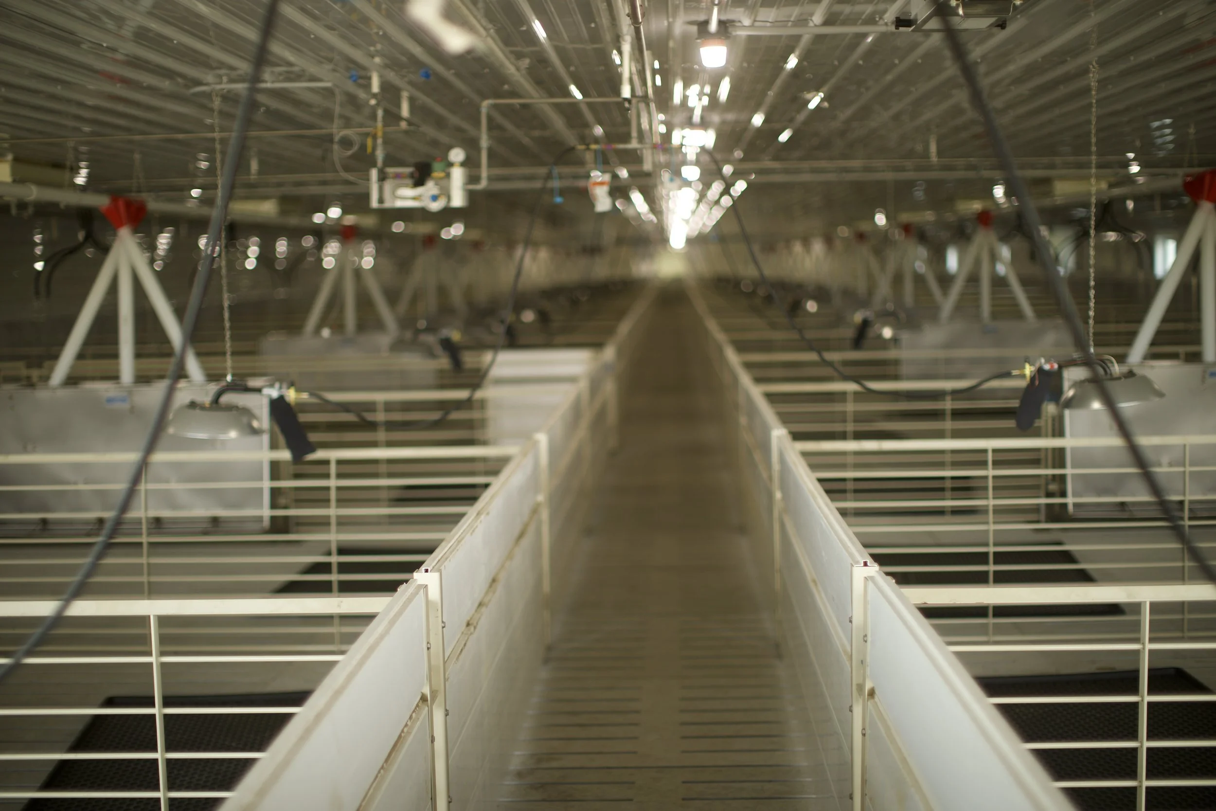 View of an indoor agricultural facility with multiple empty grow beds and overhead irrigation or lighting systems, and a long aisle in the center.