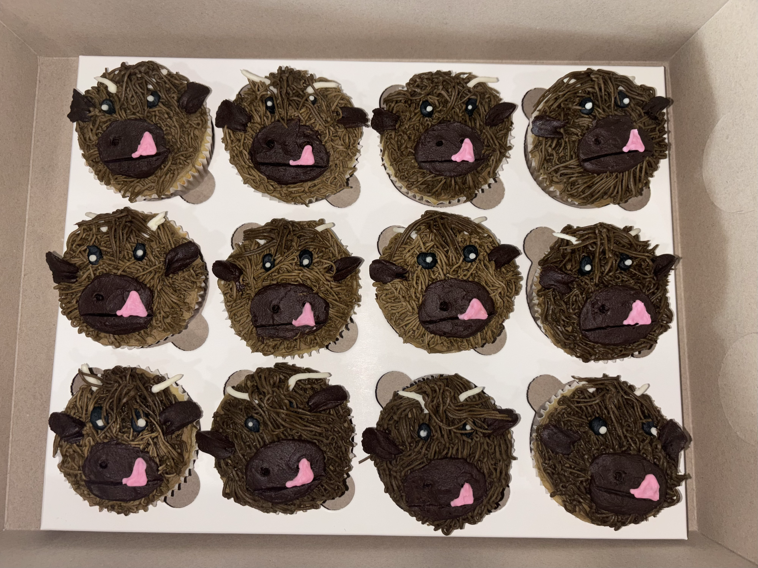 Cupcakes decorated like highland cows