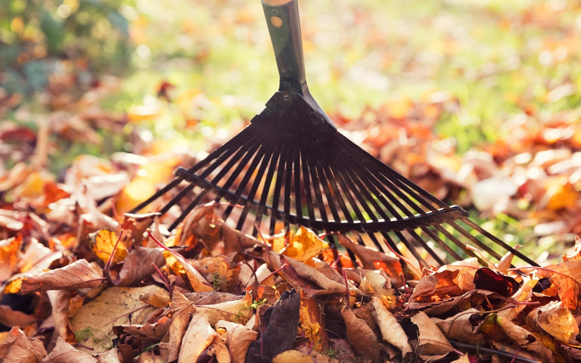 “Leaf Your Stress Behind: The Hidden Health Benefits of Raking ...