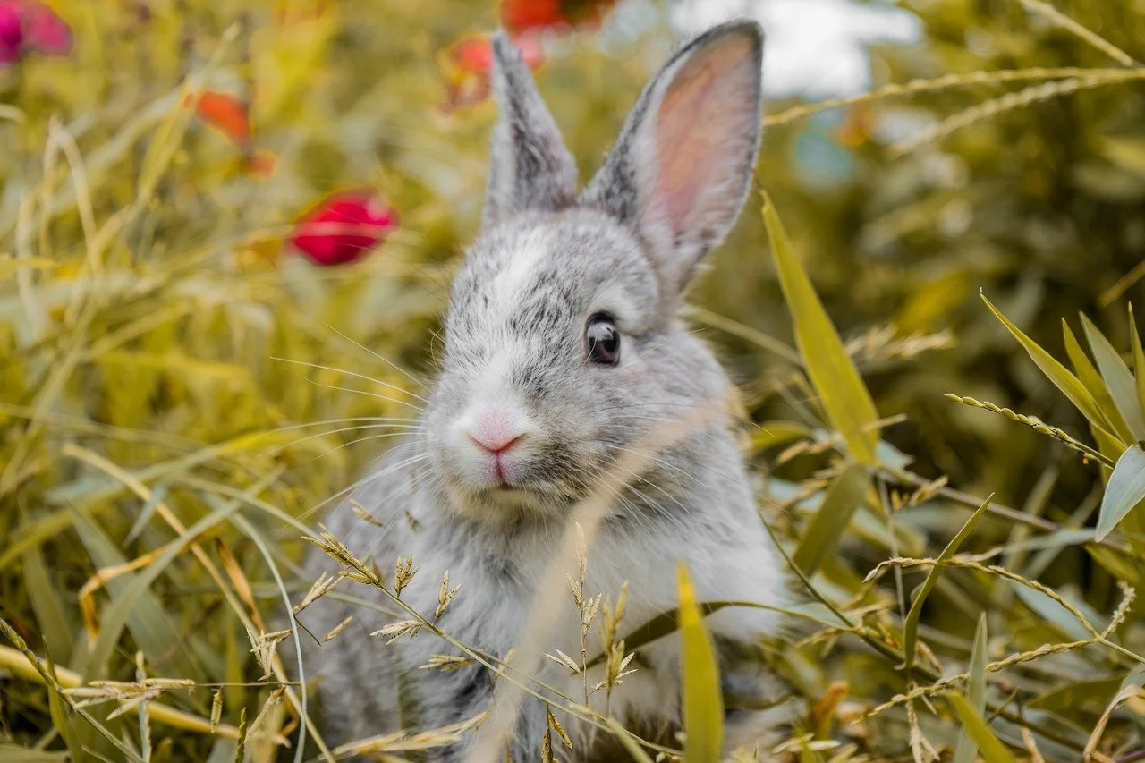 Junges Kaninchen in einem Feld aus Gräsern und Blumen