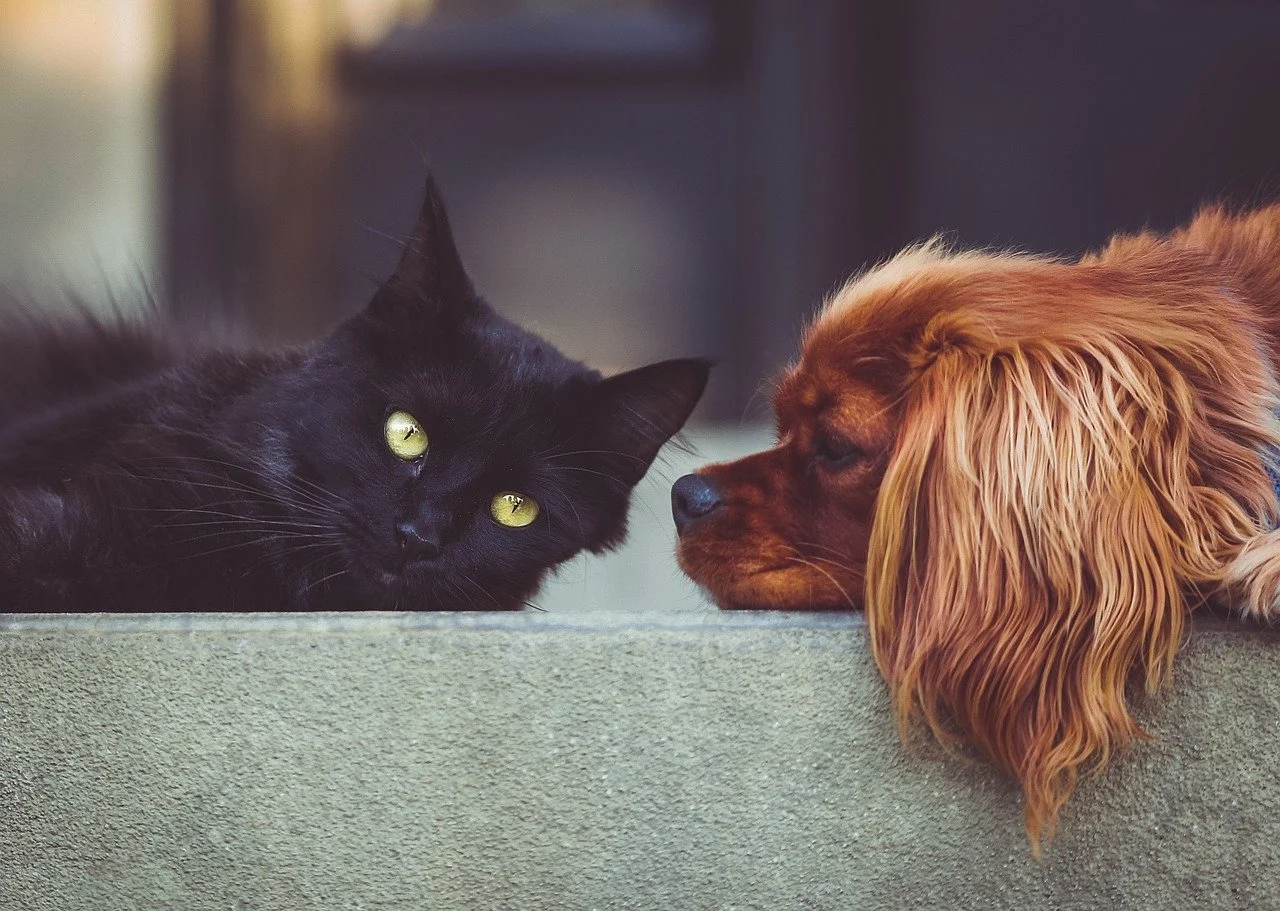 Ein schwarzer Katzen sitzt ruhig und blickt zur Kamera, während ein brauner Hund mit langen, welligen Ohren den Blick auf die Katze richtet, beide liegen auf einer hohen Oberfläche.
