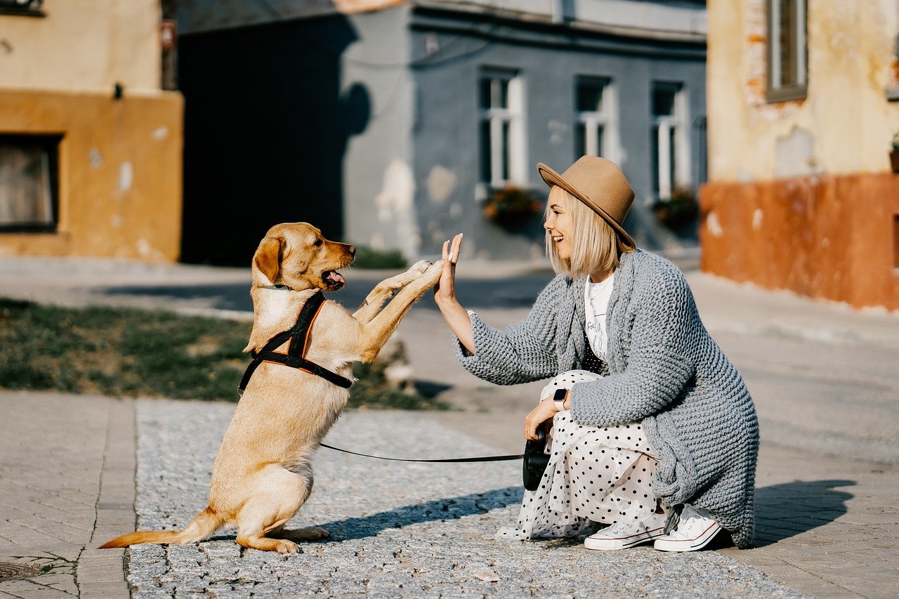 Frau und Hund im Sonnenlicht, sie geben sich einen high five auf der Straße, bunte Häuser im Hintergrund.