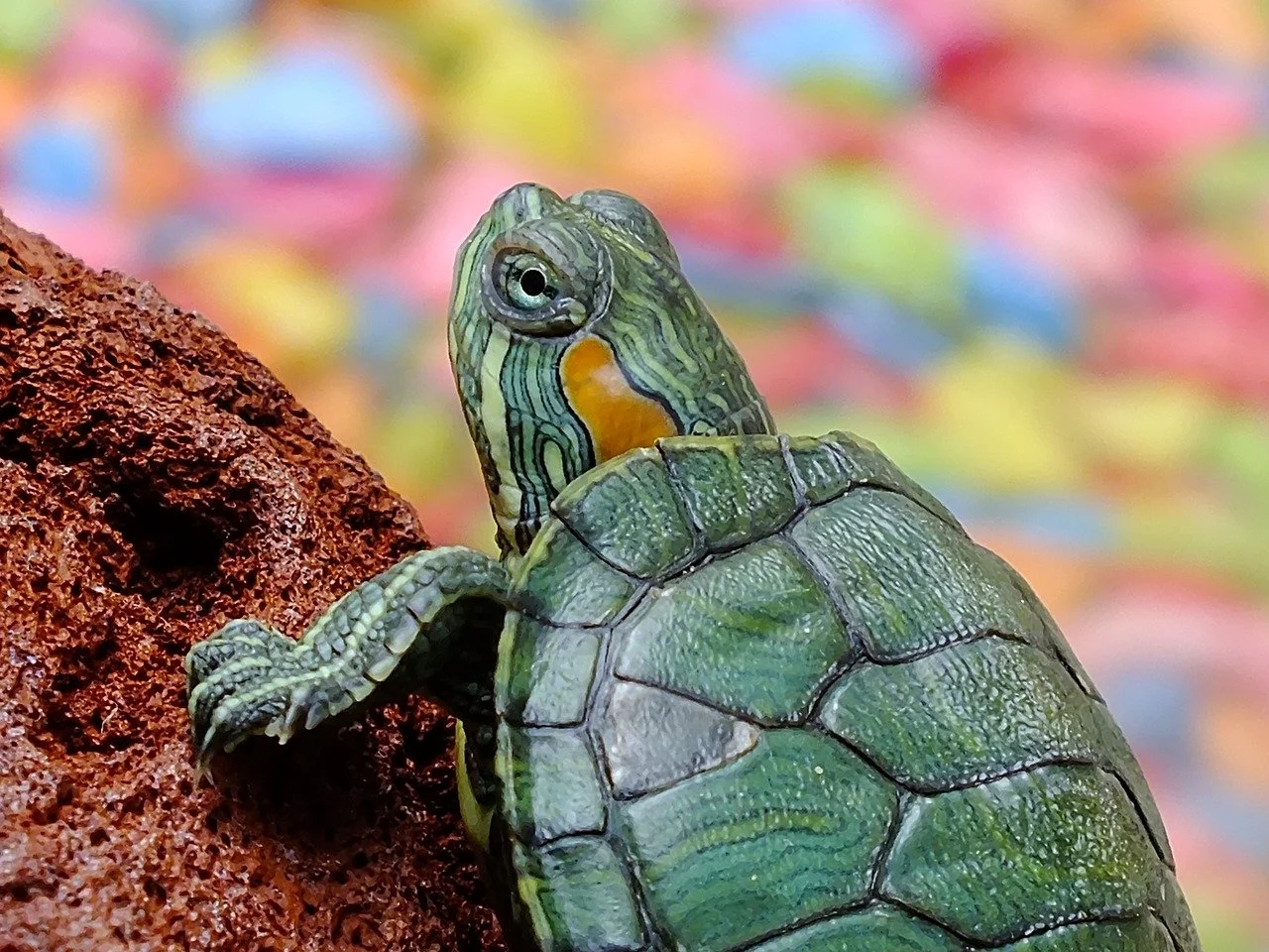 Eine kleine grüne Schildkröte mit gelb-blau gemustertem Kopf, die auf einer rötlich-braunen Oberfläche sitzt, vor einem bunten, unscharfen Hintergrund.
