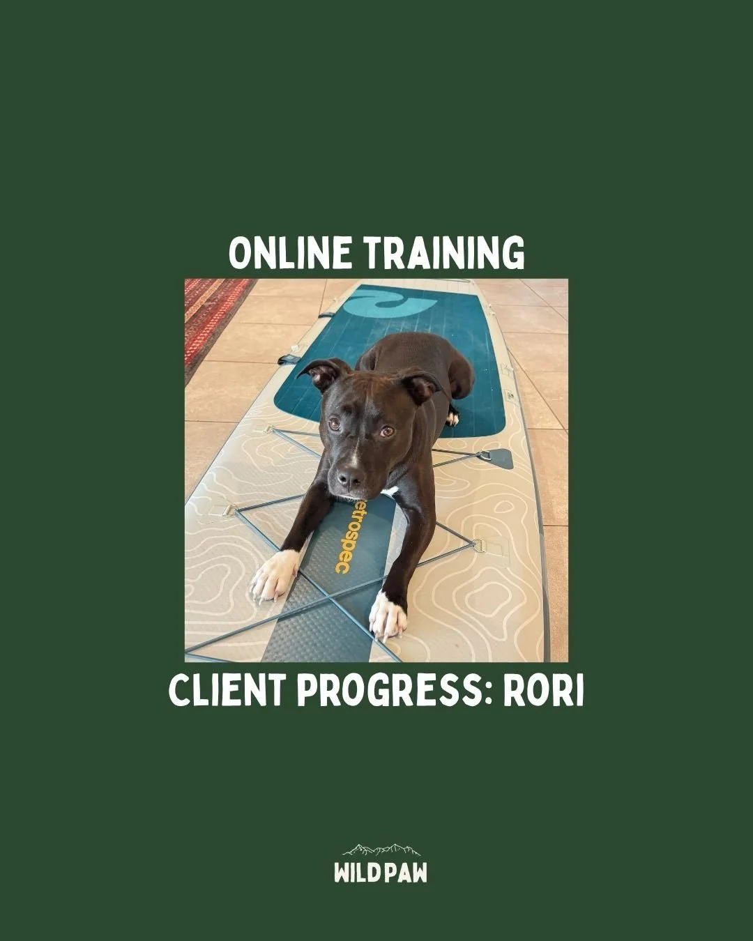 Rori🫶🌟

I have absolutely loved working with Rori and her guardians for the last month! We&rsquo;re continuing our work together and I&rsquo;m so honoured to have been chosen as their trainer- they are in the USA!🇺🇸

#onlinetraining #dogreactivit