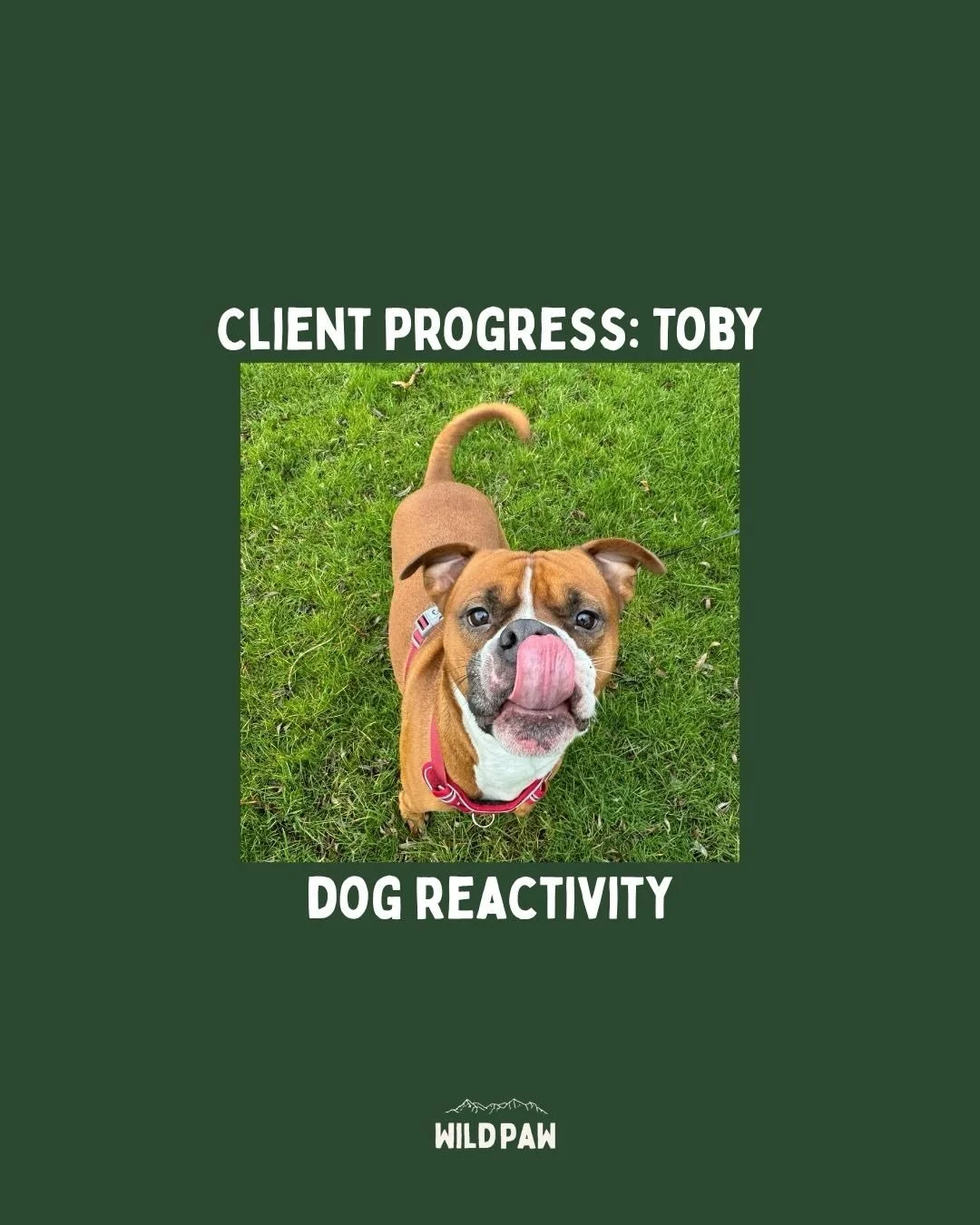 Toby update ❤️🫶 keep swiping to see a pretty awesome scene!

I&rsquo;m so proud of him and his family. Progress not perfection, patience and consistency. 💪

dog training &bull; dog reactivity &bull; rescue dog &bull; online dog training