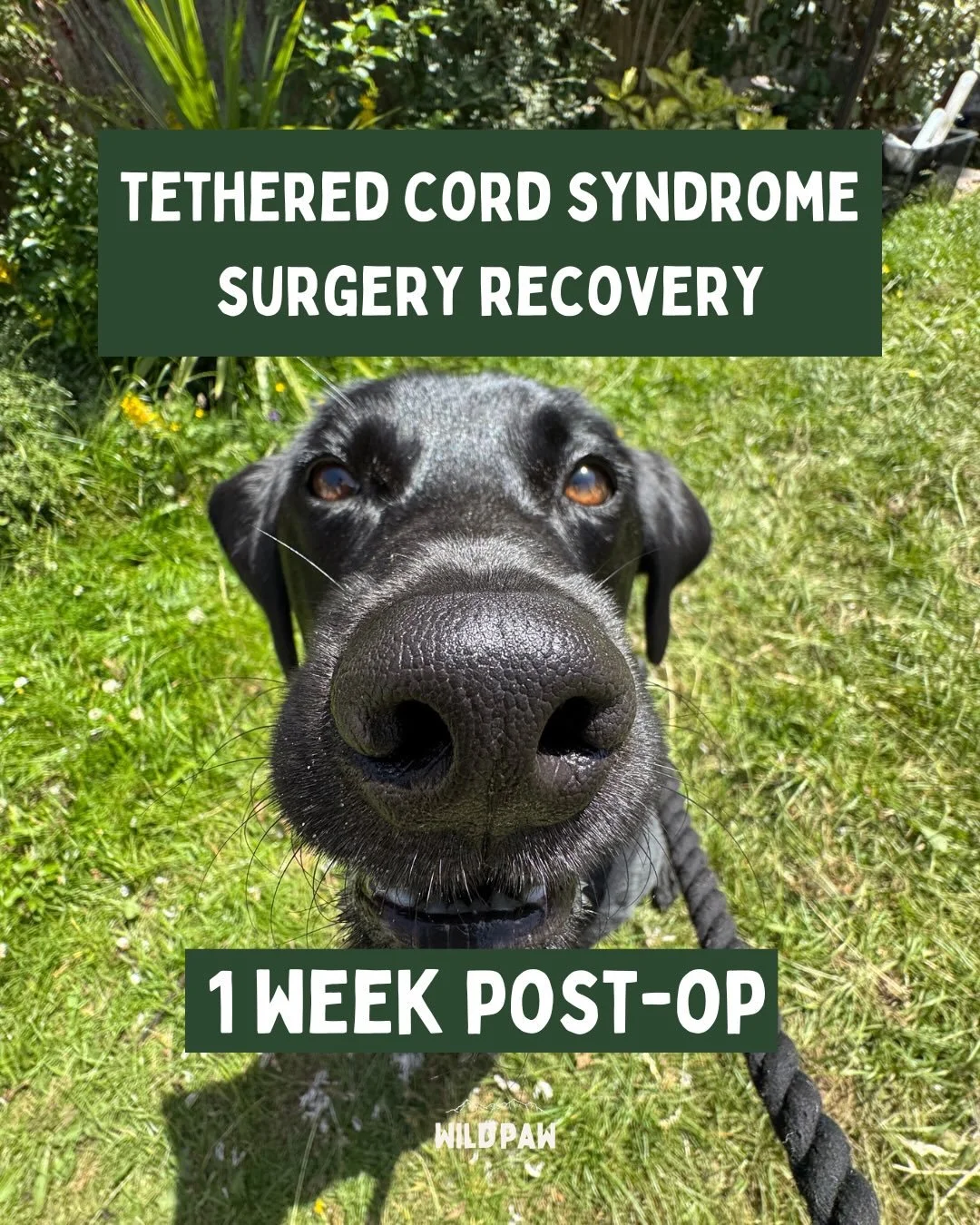 1 week post-op! ❤️&zwj;🩹

What a week it has been🥲this is a really long update but sharing honest thoughts, reflections and the reality. I&rsquo;ve had messages this week from multiple people saying that sharing Remy&rsquo;s journey has helped them