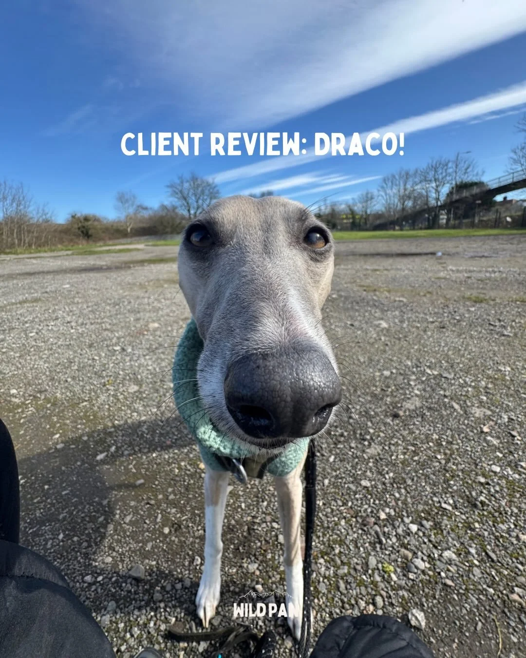 A review from Draco&rsquo;s mum!🥺

(This has been copied and pasted from WhatsApp, as they are not on Facebook!🫶) 

I am incredibly proud of this review, and of the work I have put in with Draco. 

The plan was to get him ready for our upcoming pet