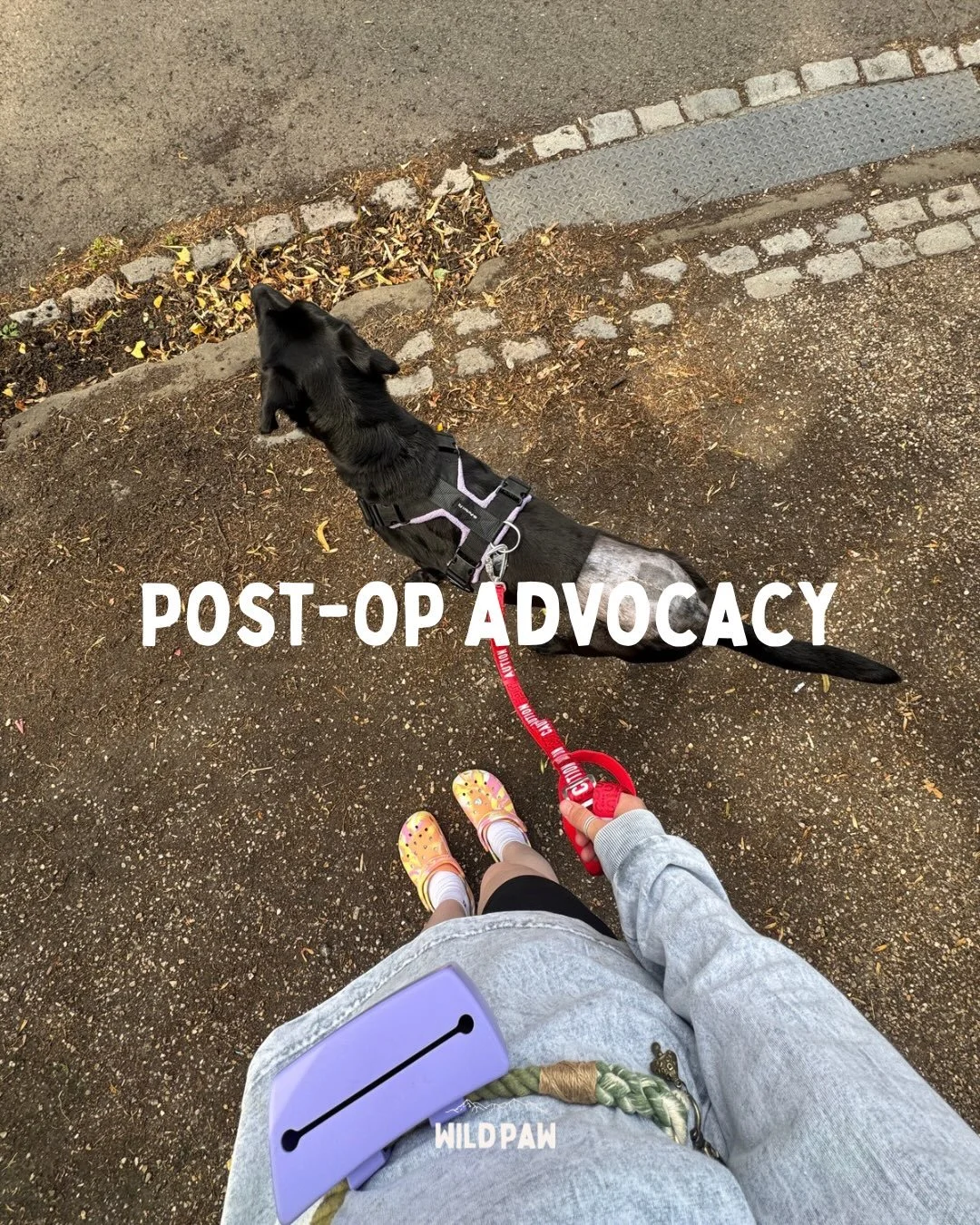 gifted | @twiggytags have gifted Remy and I one of their new awareness leads 🥺🫶

The CAUTION lead is to represent giving space/do not approach❤️&zwj;🩹

The lead arrived yesterday and we took it out for a spin today- a lady noticed it and smiled🫶
