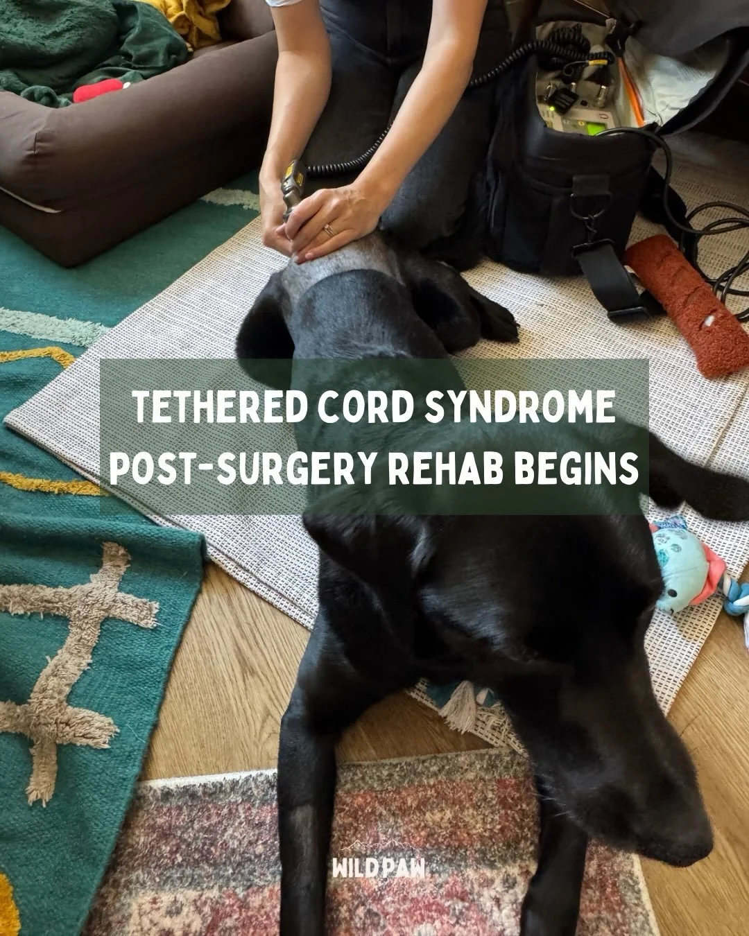 Remy&rsquo;s rehab journey in terms of treatments/therapies, has officially begun 🎉

My incredible friend and colleague @whiskers.wellness.wirral came round to our flat and gave Remy a gold star experience ✨

Laser therapy, acupuncture and a massage