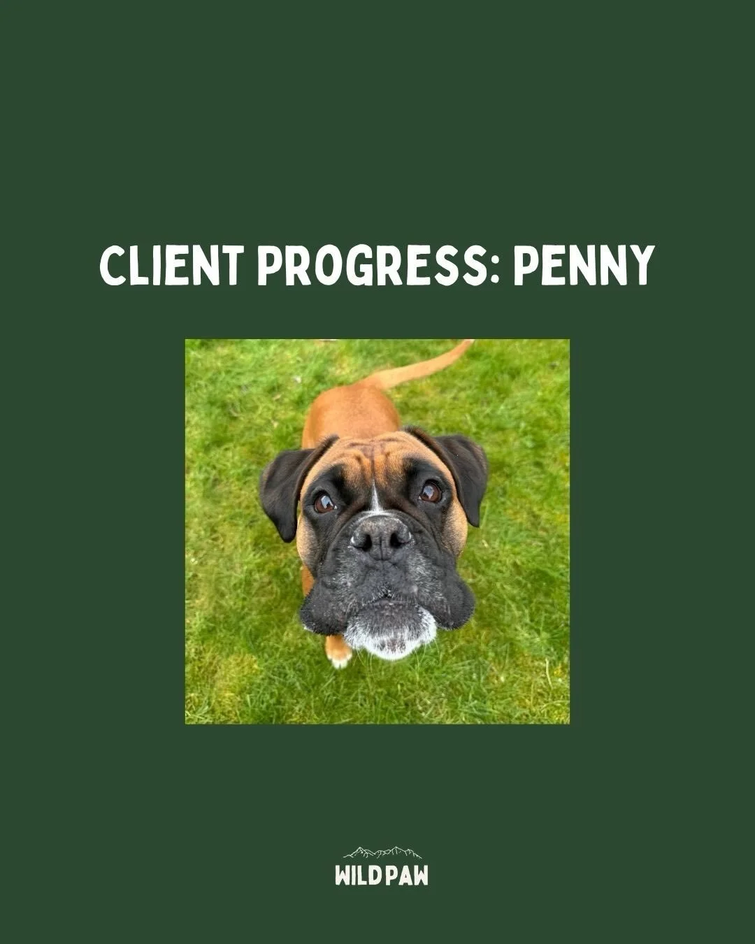 Receiving this video was amazing! Penny is coming along so nicely with her reactivity.

This dog was super close and in quite an overstimulating environment, Penny smashed this! 

Big focus is her engagement and focus on the streets, as she&rsquo;s d