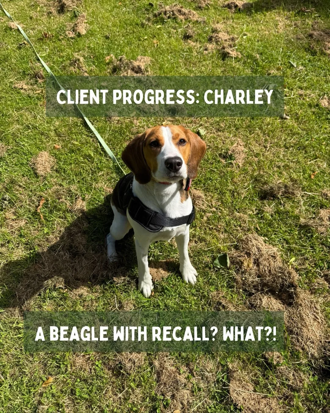 A Beagle with a pretty fab recall, so proud of Charley girl!💫

Such a fantastic lil pup, I have loved working with her and her family🥰🐾

#beagledog #beaglerescue #recalltraining #positivereinforcementdogtraining