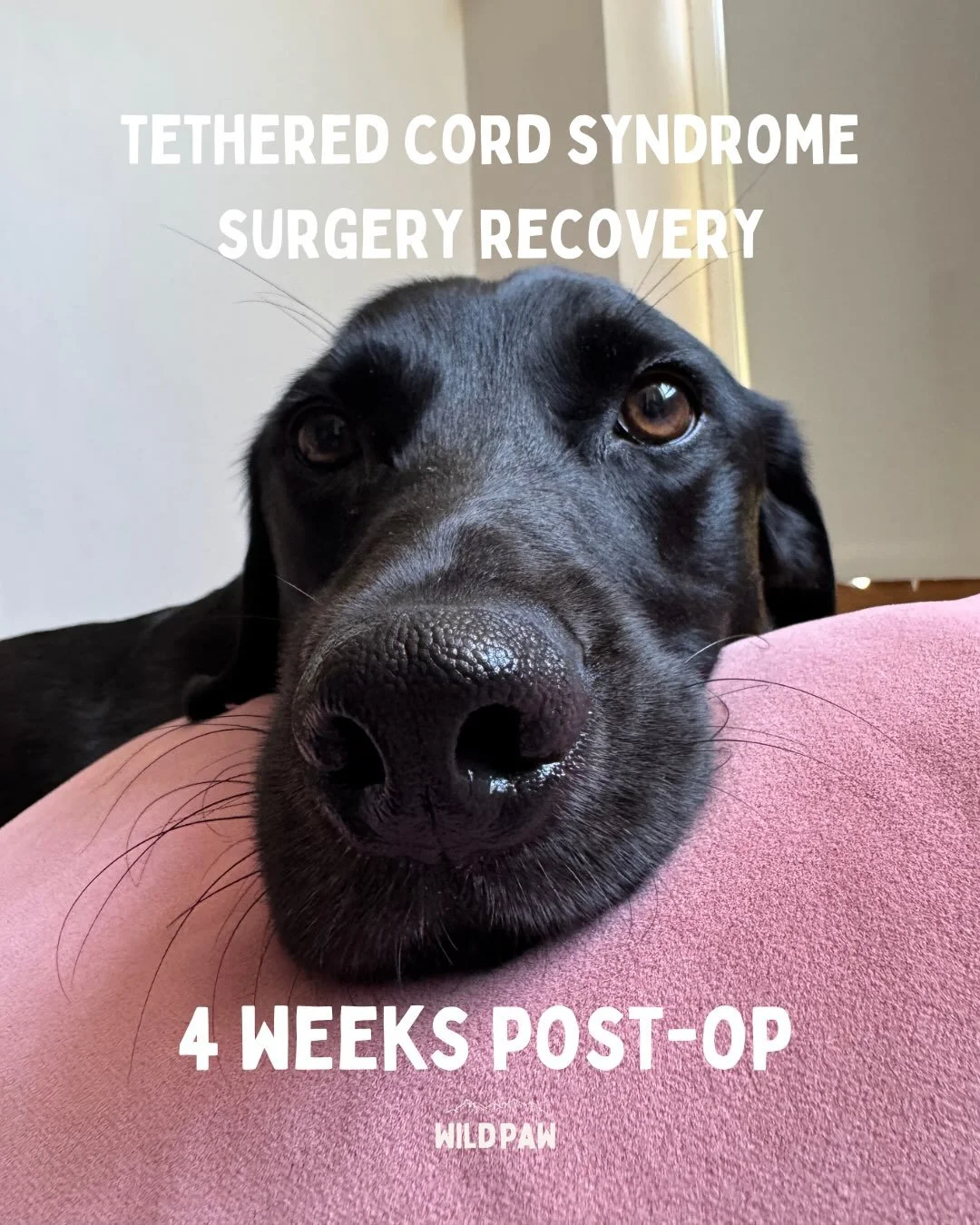 This is very long, quite emotional, and a lot for me to process. 😓

Not the outcome we hoped for or expected, but we&rsquo;re going to do our best to give him the life he deserves. This disease is vile, I hate it so much. But we&rsquo;ve not come th