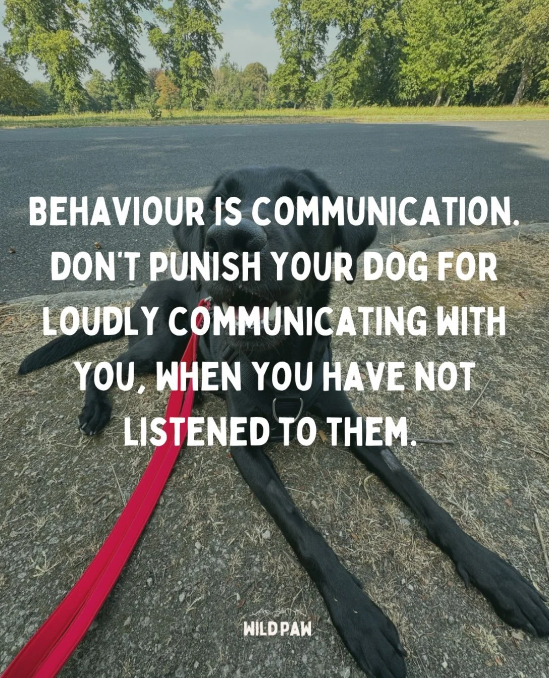 I have seen several instances lately of humans abusing and punishing their dogs, because they aren&rsquo;t listening to their dog in the moment (or at all, who knows).

One was a man using the lead to literally whip his dog on the back, repeatedly, a