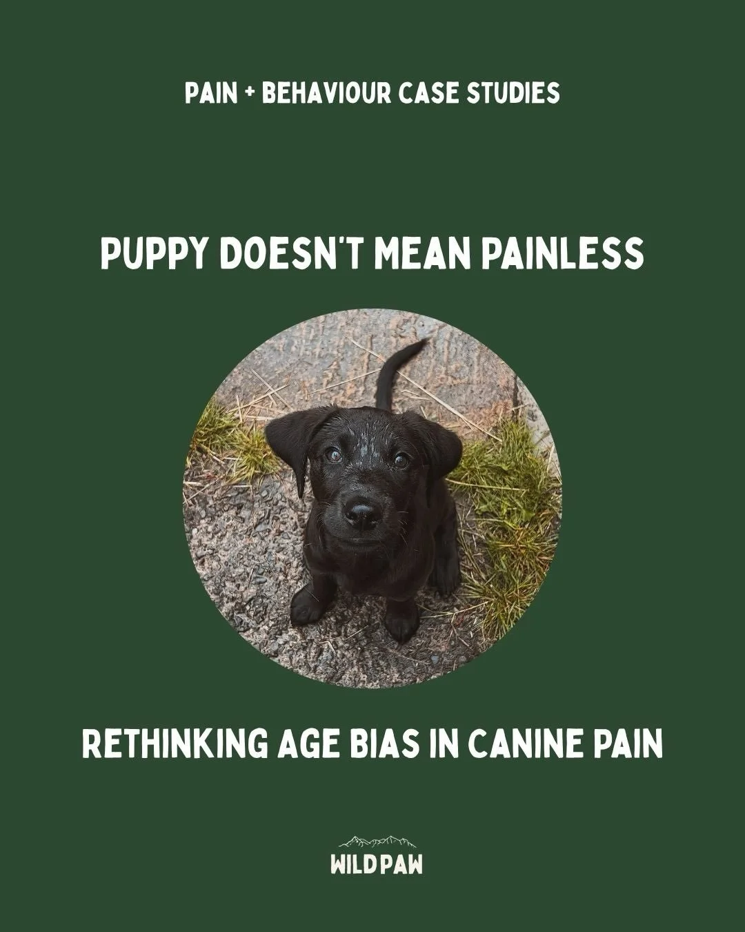 Couldn&rsquo;t not mention Rem in this series!✨

Your anxious, feral puppy is not naughty. They&rsquo;re likely in desperate need of sleep, appropriate chews and also could poss be in pain? A wild concept! 

Have you ever been criticised by a pet pro