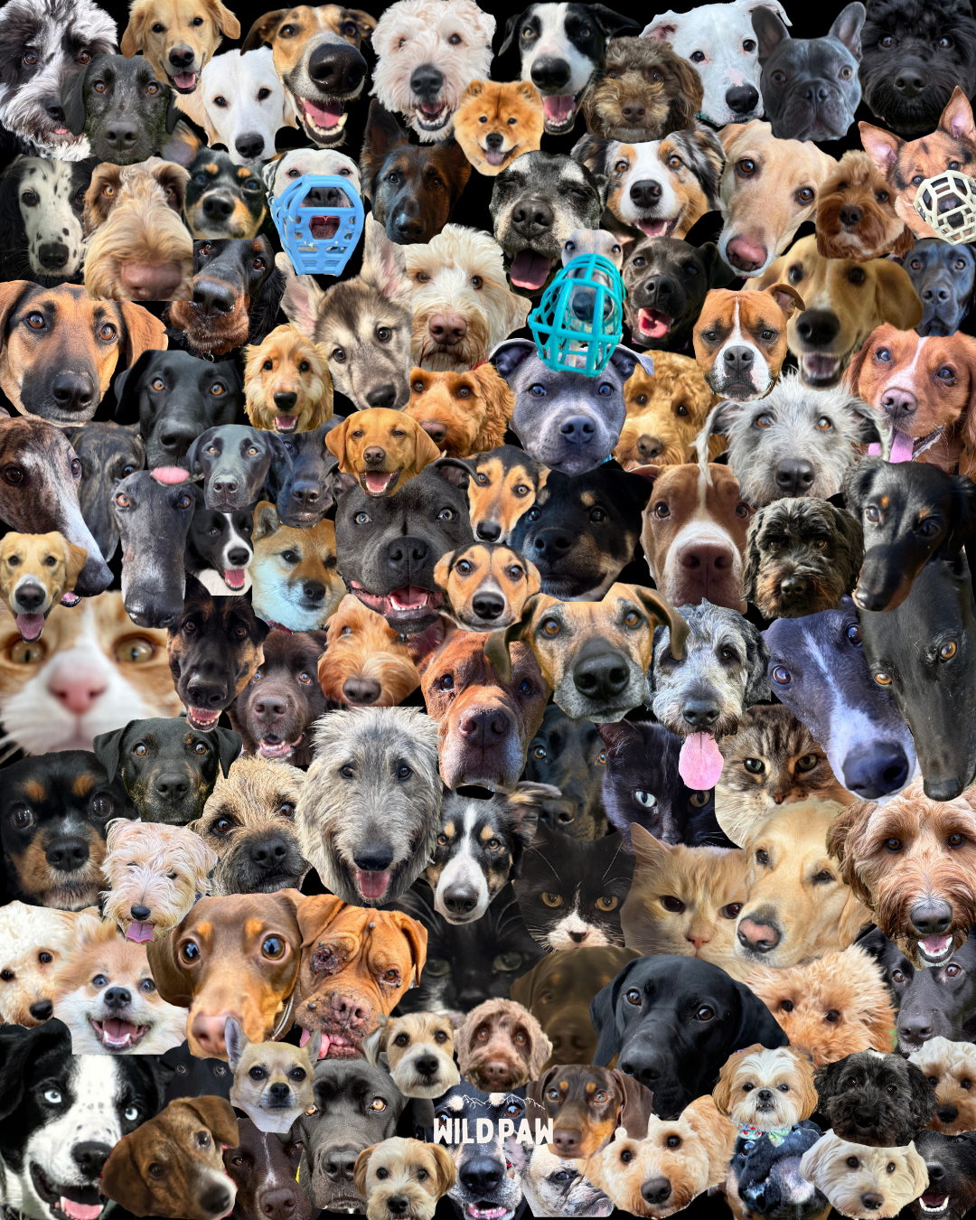 A collage of dog faces. A variety of different dog breeds, including Irish Wolfhound, Labradors, German Shepherds, Romanian Rescues, Collies, Australian Shepherds, Staffordshire Bull Terriers