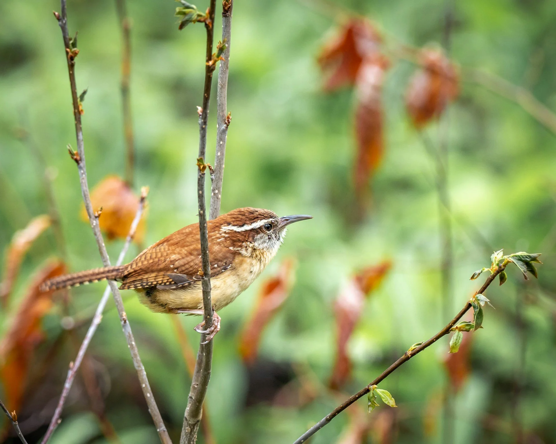 Starry night, Carolina Wren and Catawba River Basin.