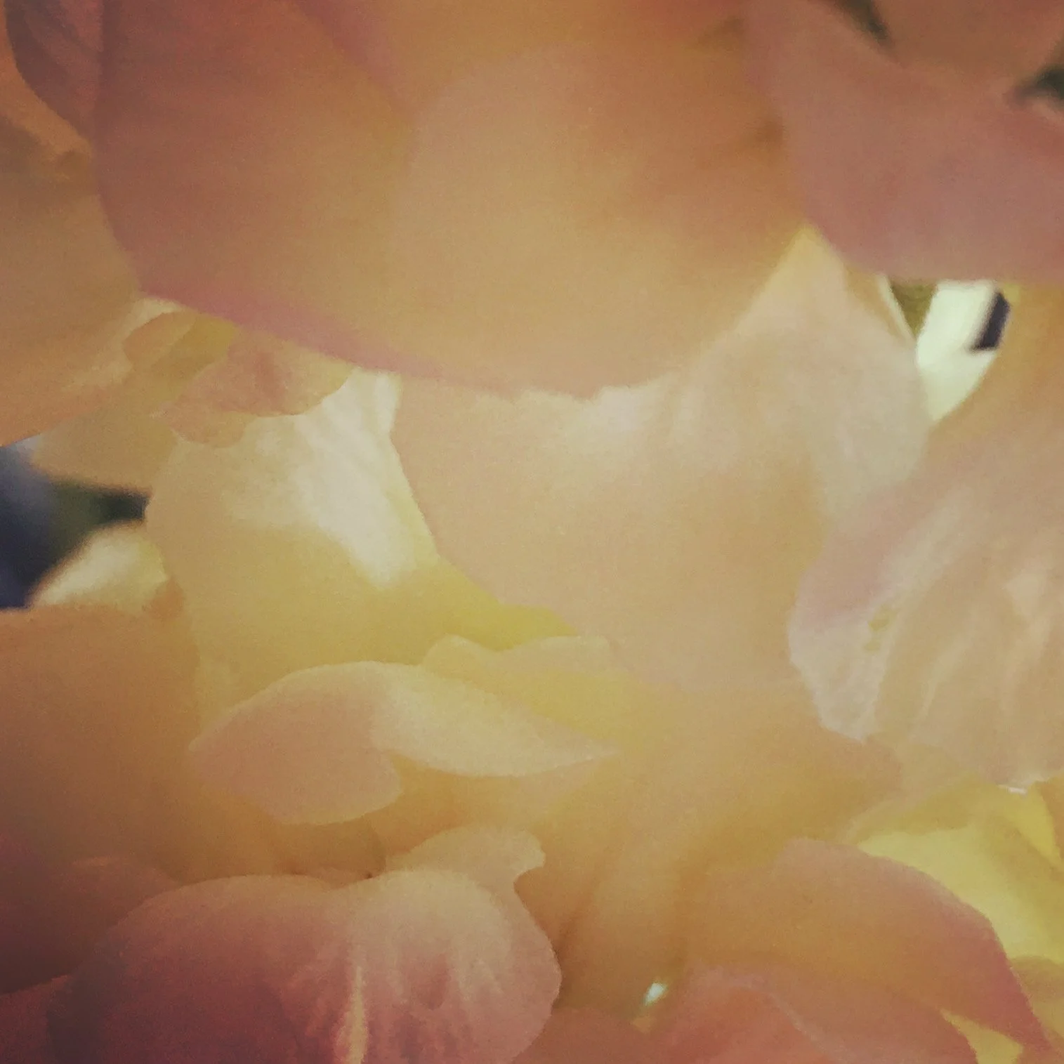www.ameliareeber.com
