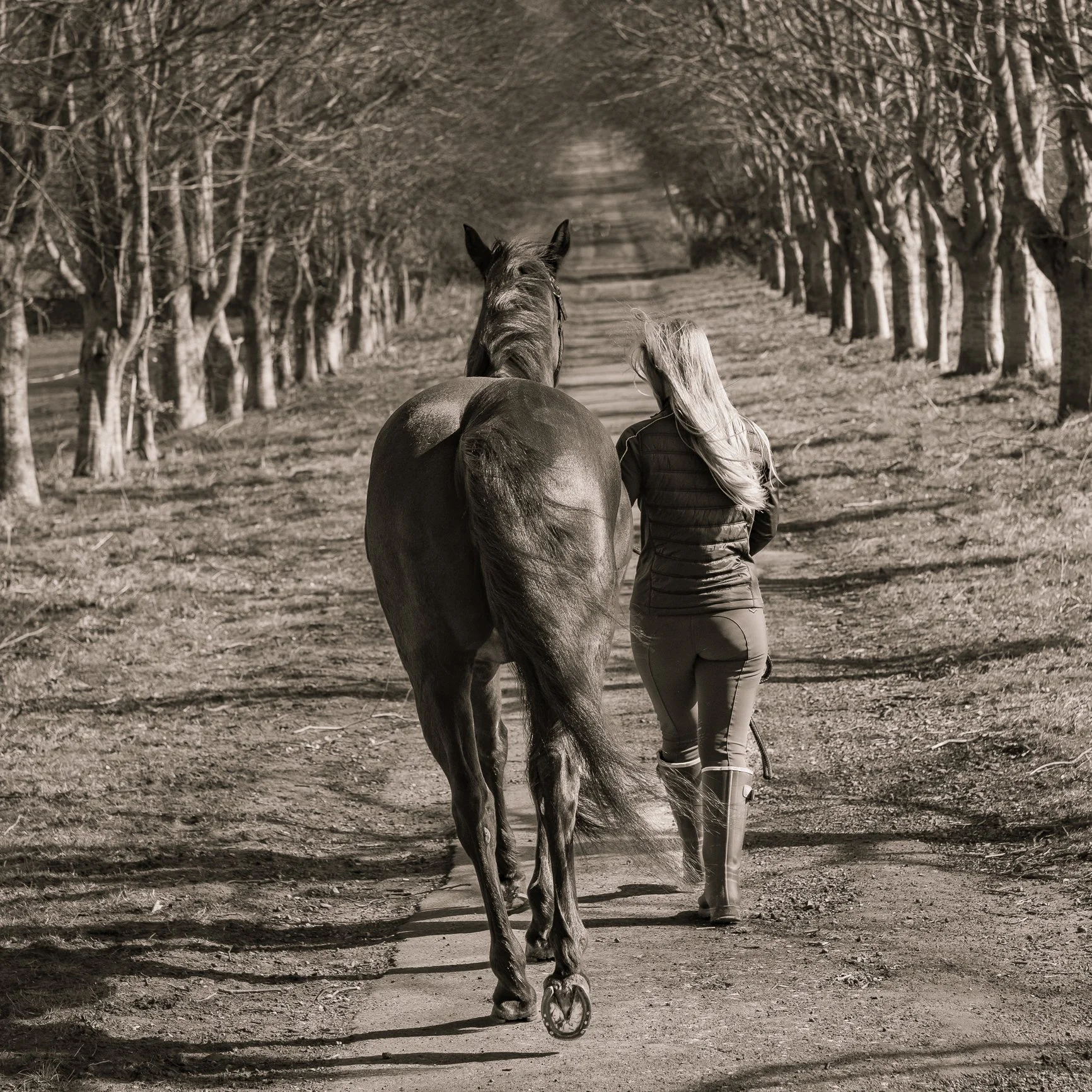 cumbria equine photographer, cumbria equine portraits, cumbria photographer,