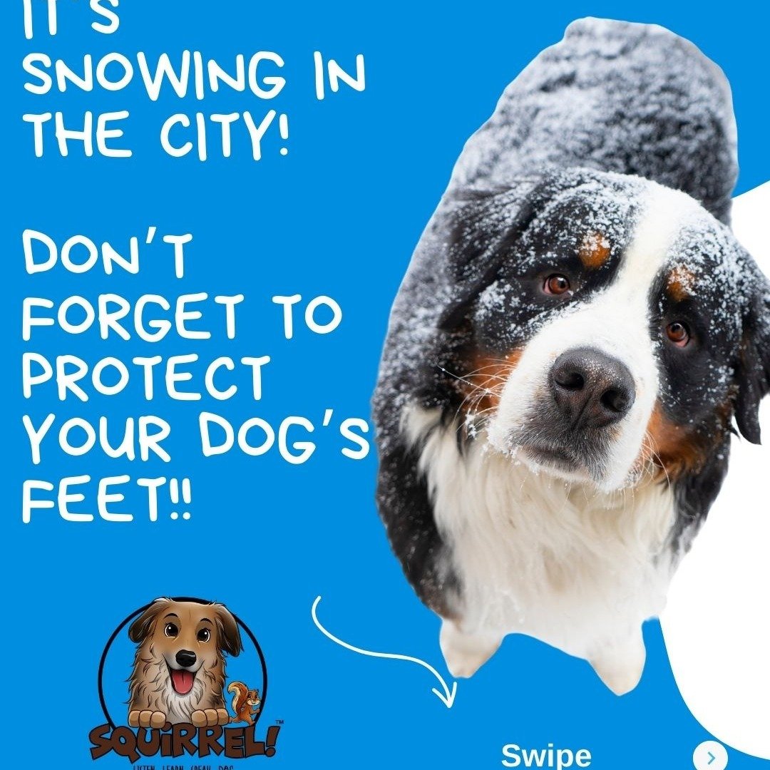 Woo hoo! It's a snow day in Philly! 

While snow is so beautiful, while looking out my balcony window I saw a city employee salting the sidewalks and was reminded of the downside of the gorgeous white stuff: Potential toxicity to our dogs! 

I hope t