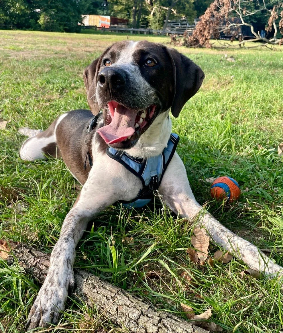 Smiling German Short-Haired Pointer