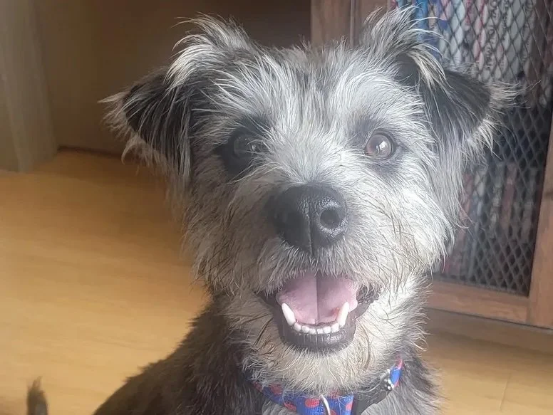 Rescue Dog Training Philadelphia