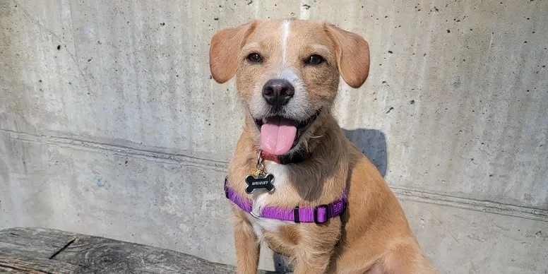 Positive Dog Training Method Philadelphia
