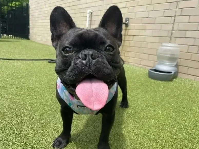 Philadelphia Dog Training Expert