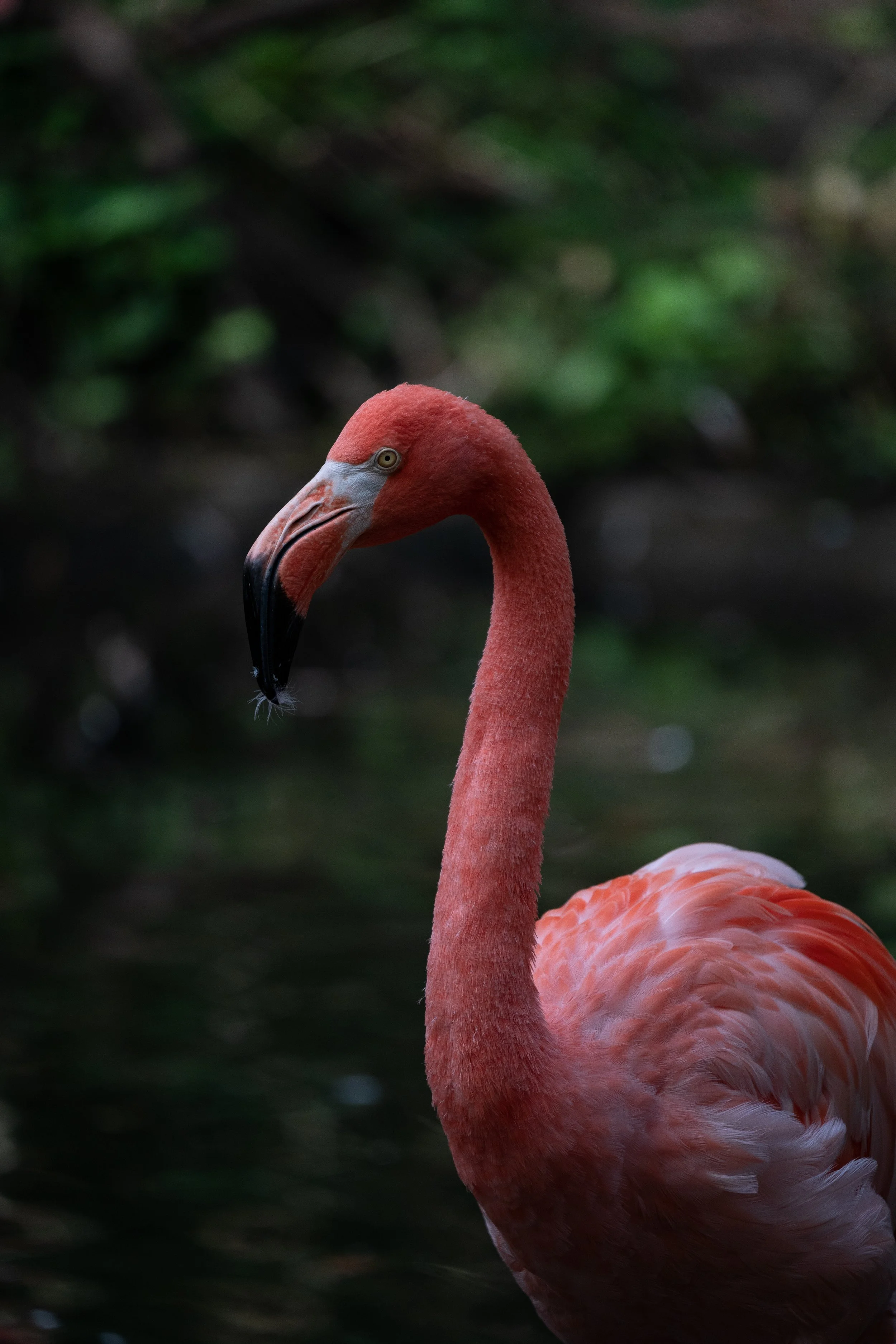 flamingo copy.jpg
