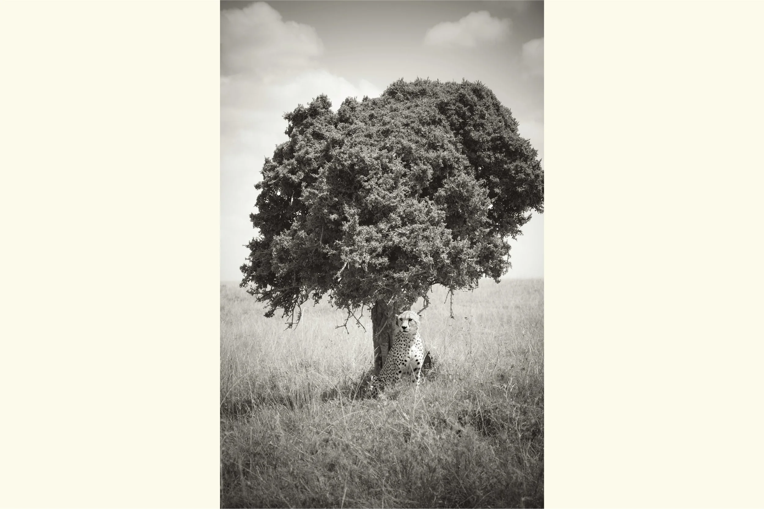 Under The Acacia