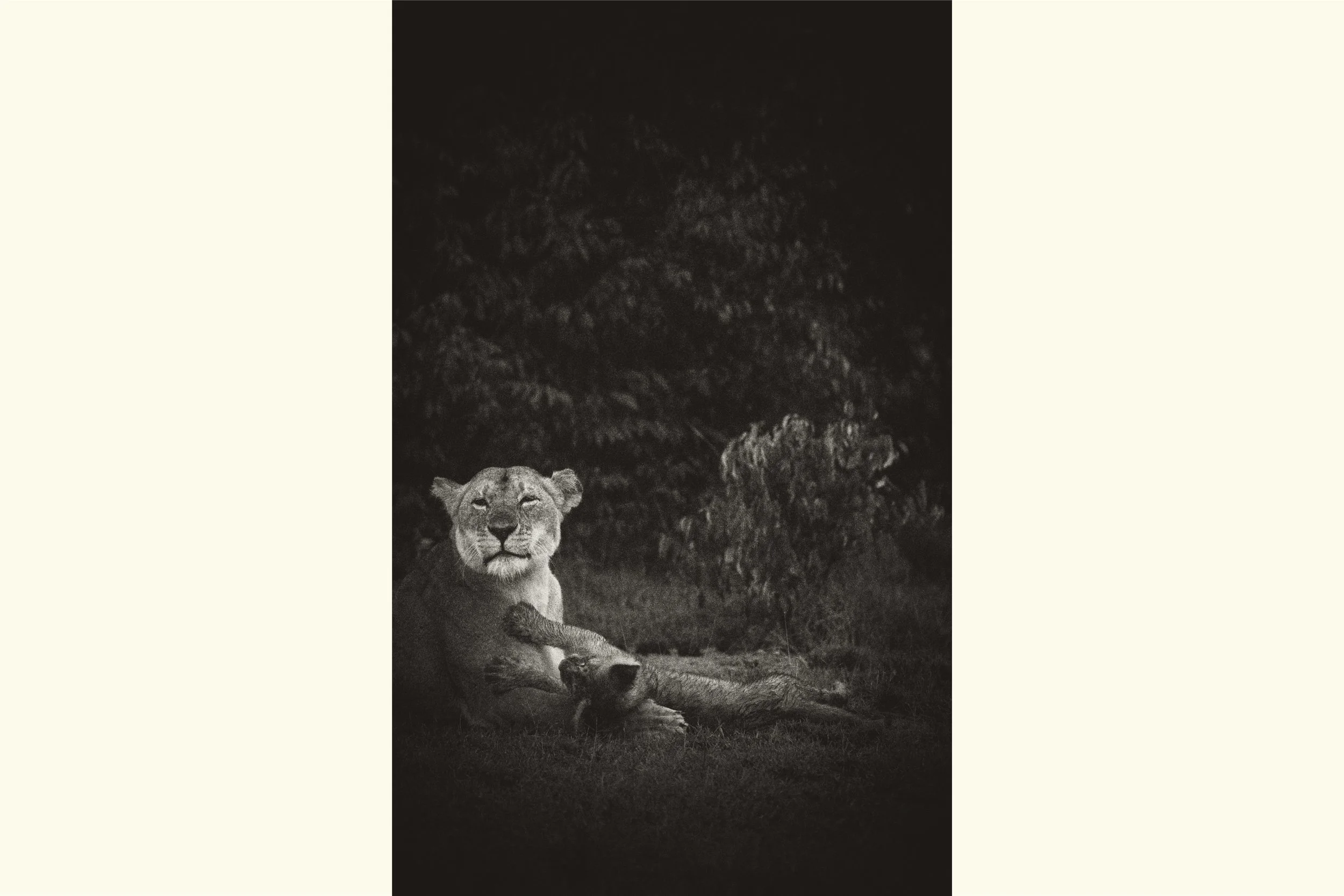 Wakali - The Fierce Ones III