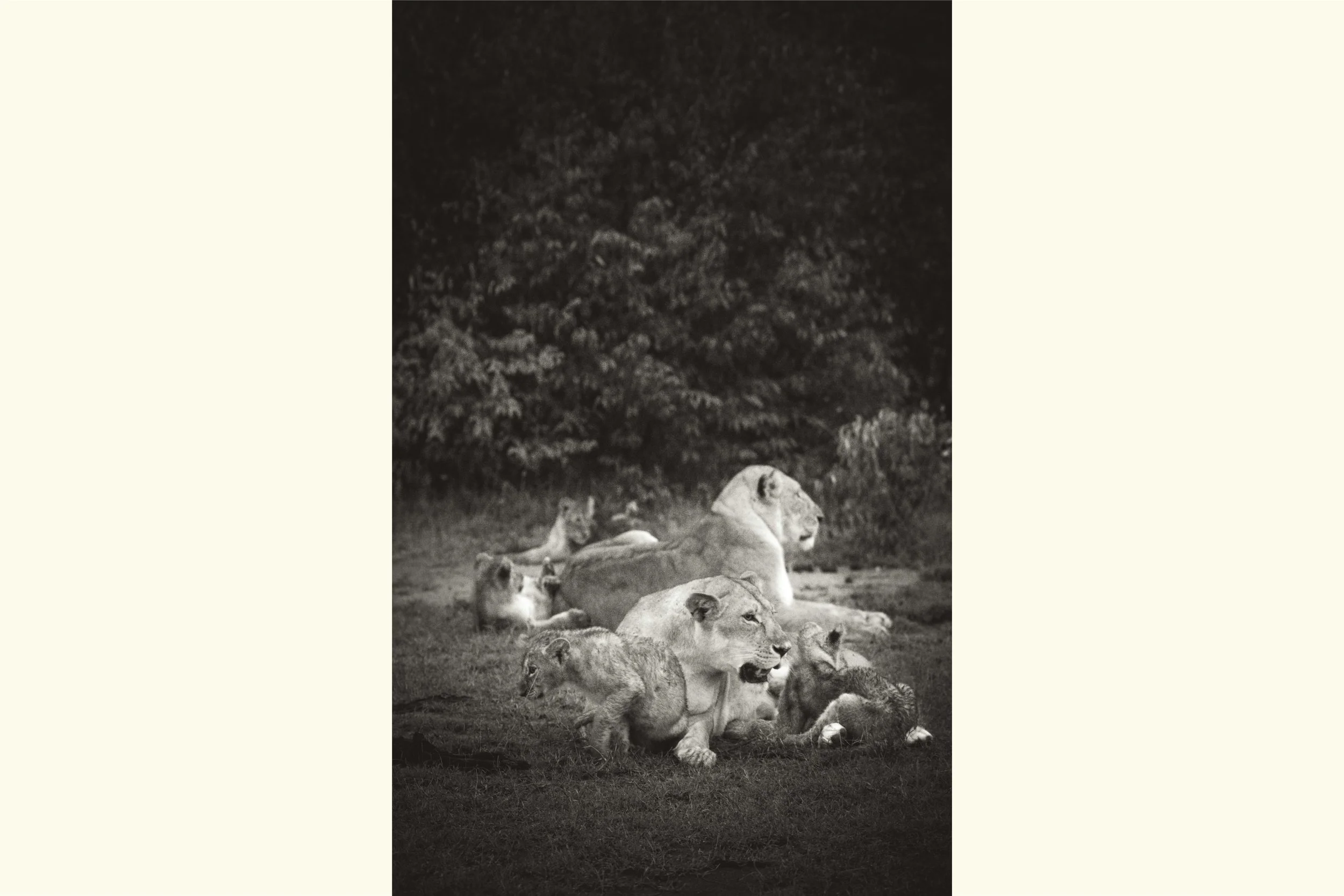 Wakali - The Fierce Ones I