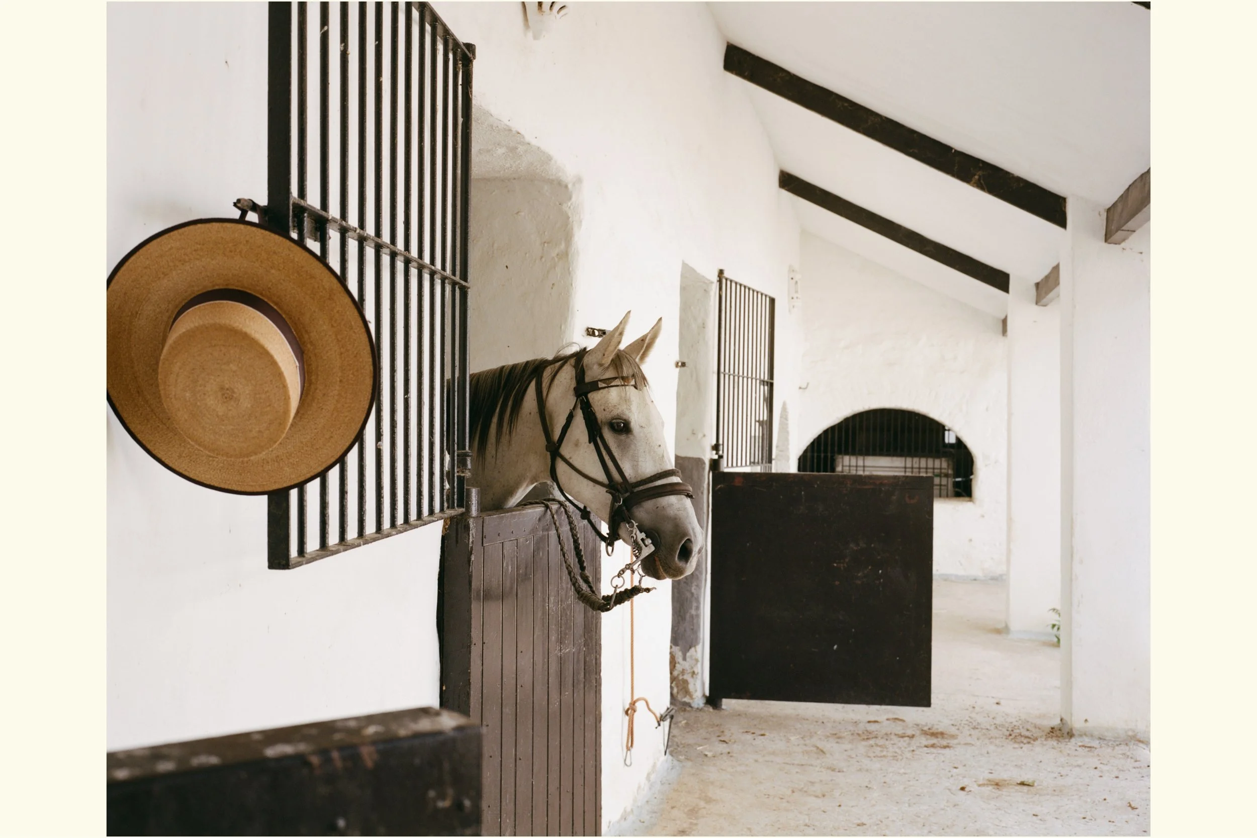 Horse With No Name