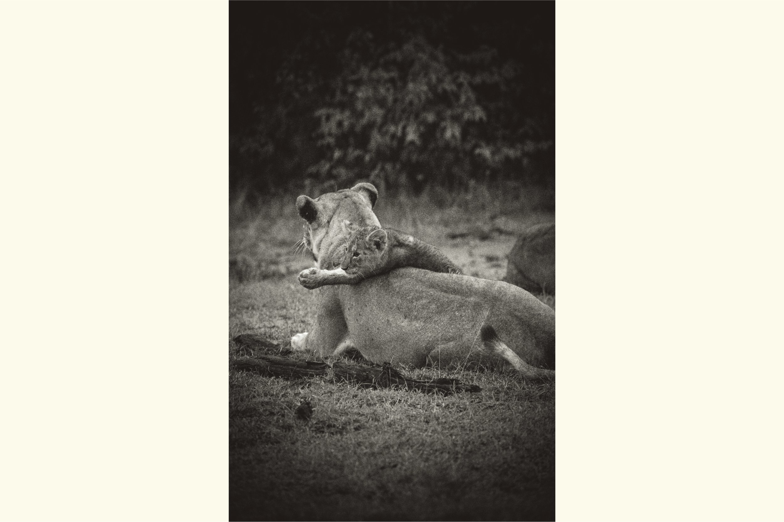 Wakali - The Fierce Ones IV