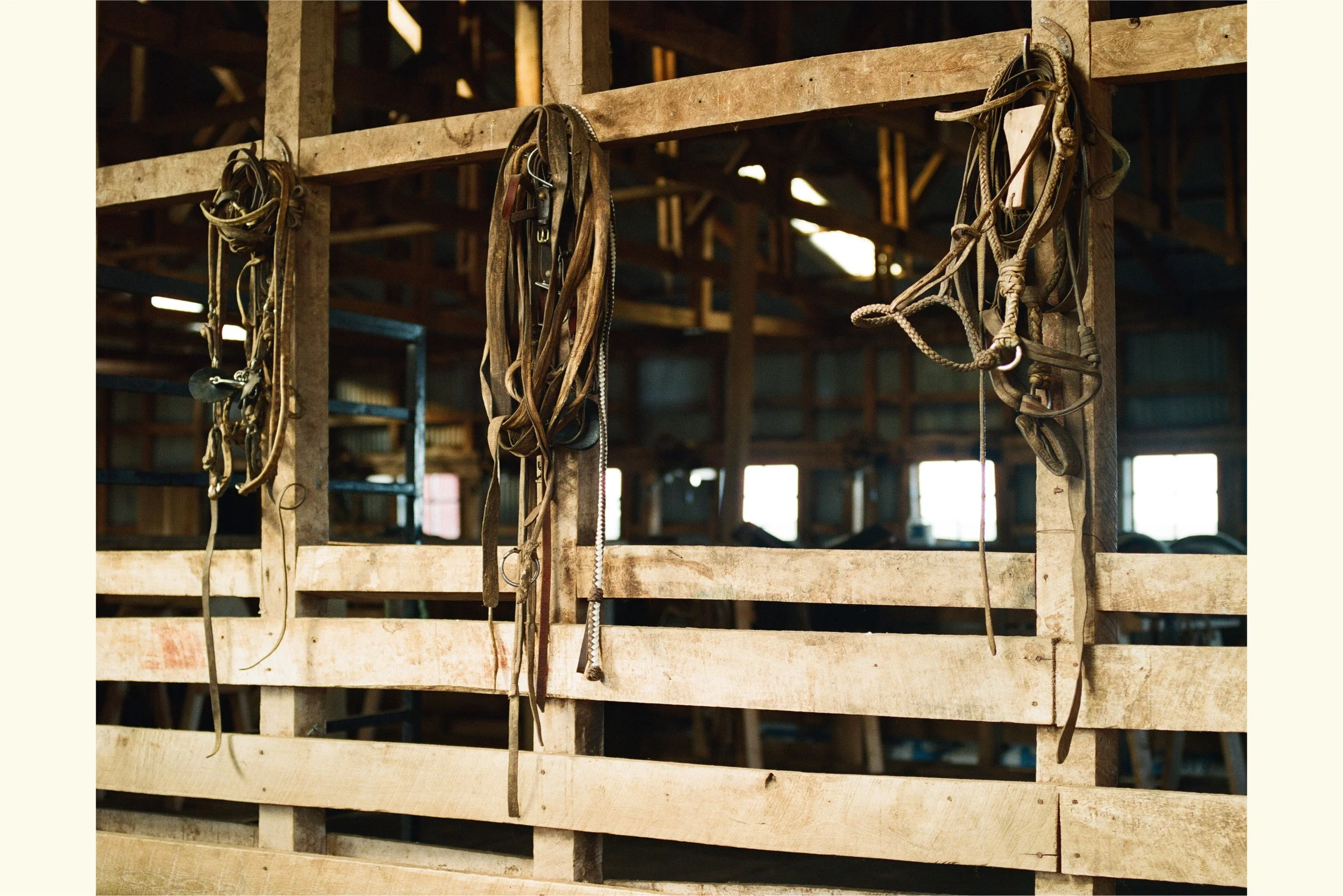 Reins at Rest