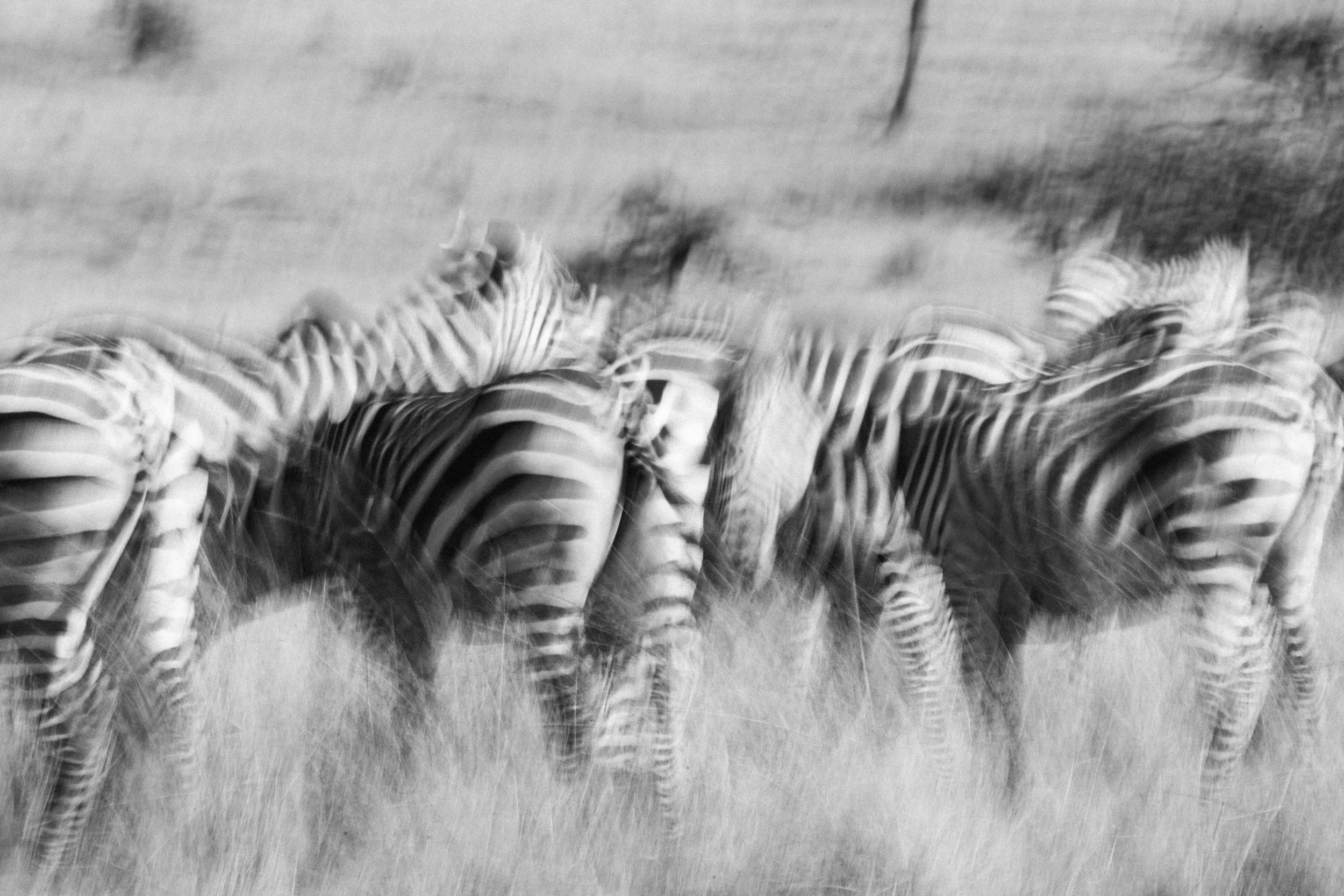 062025_Africa_Kenya_Here & Gone_Condensed-1.jpg